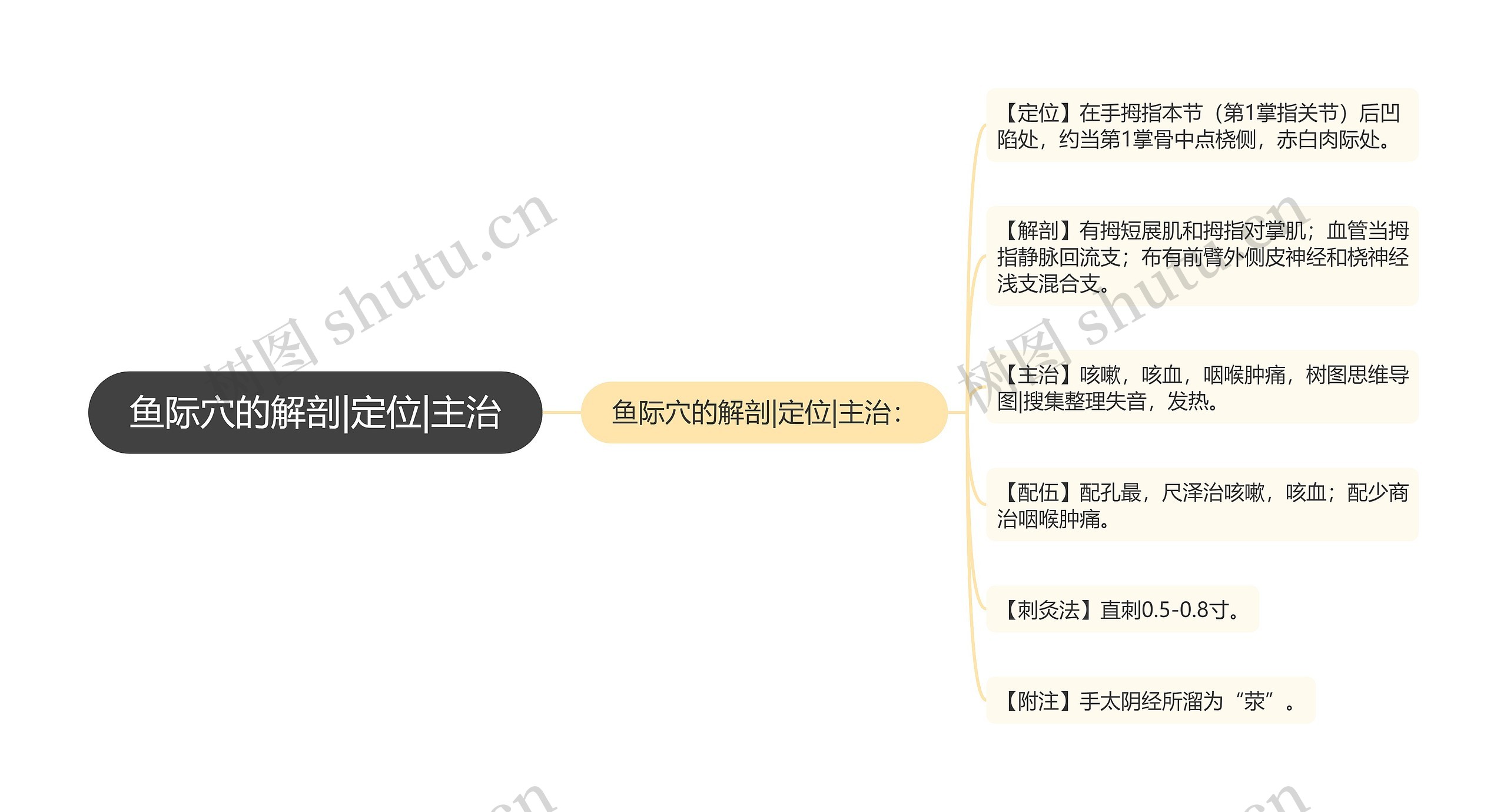 鱼际穴的解剖|定位|主治思维导图