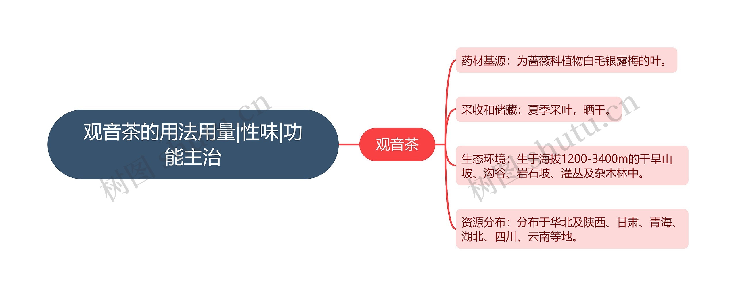 观音茶的用法用量|性味|功能主治思维导图