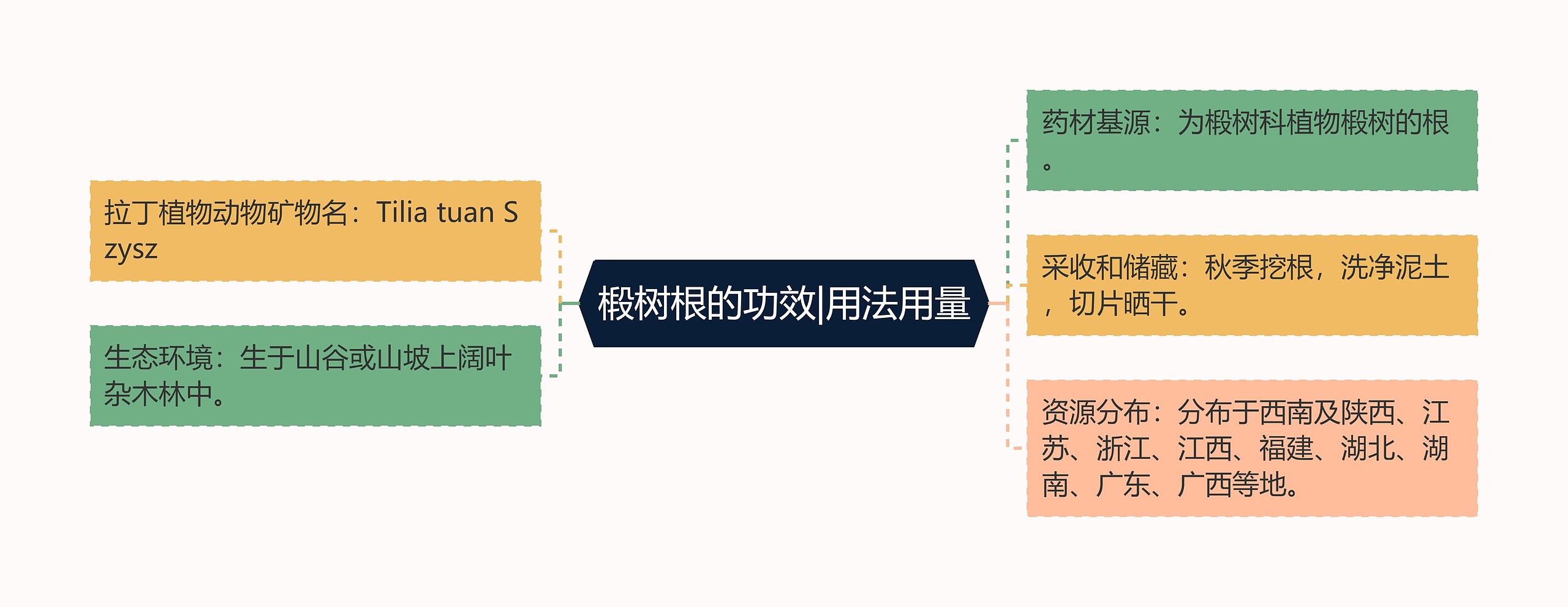 椴树根的功效|用法用量思维导图