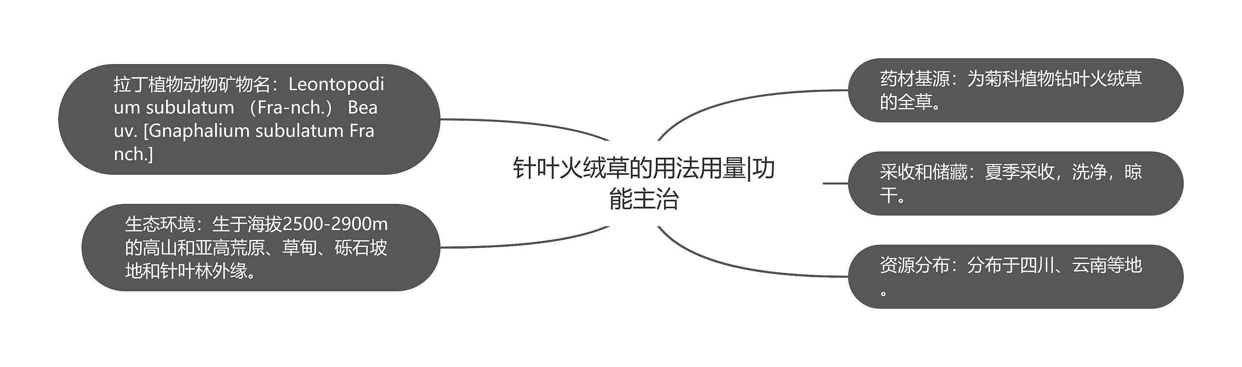 针叶火绒草的用法用量|功能主治思维导图