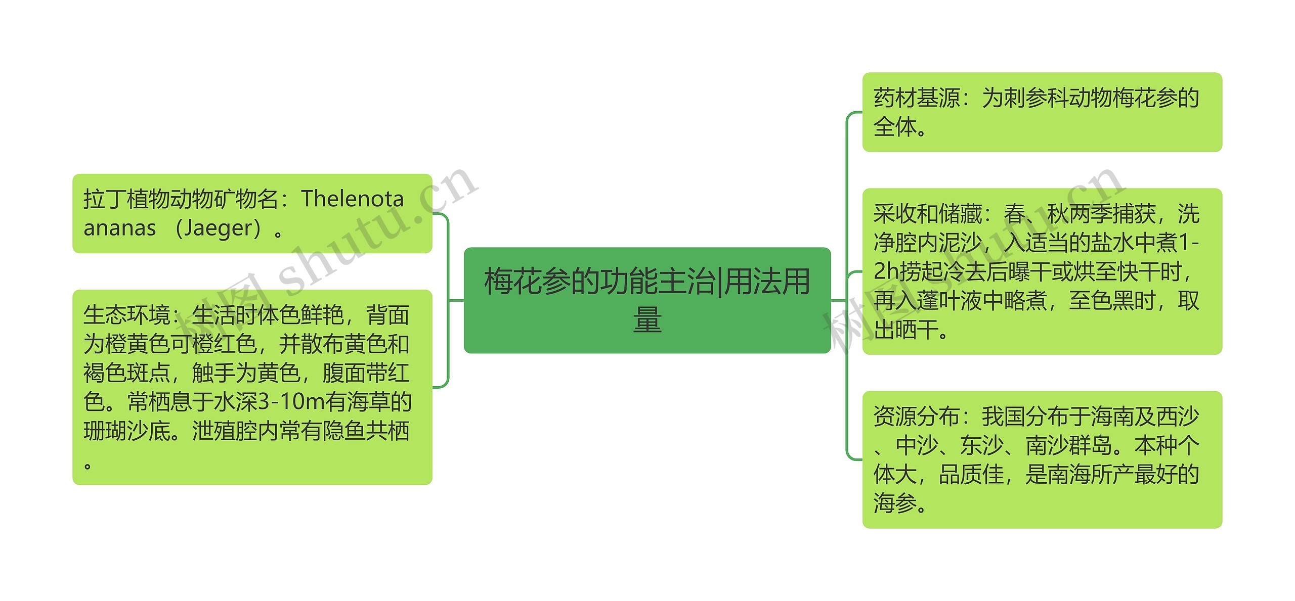 梅花参的功能主治|用法用量思维导图