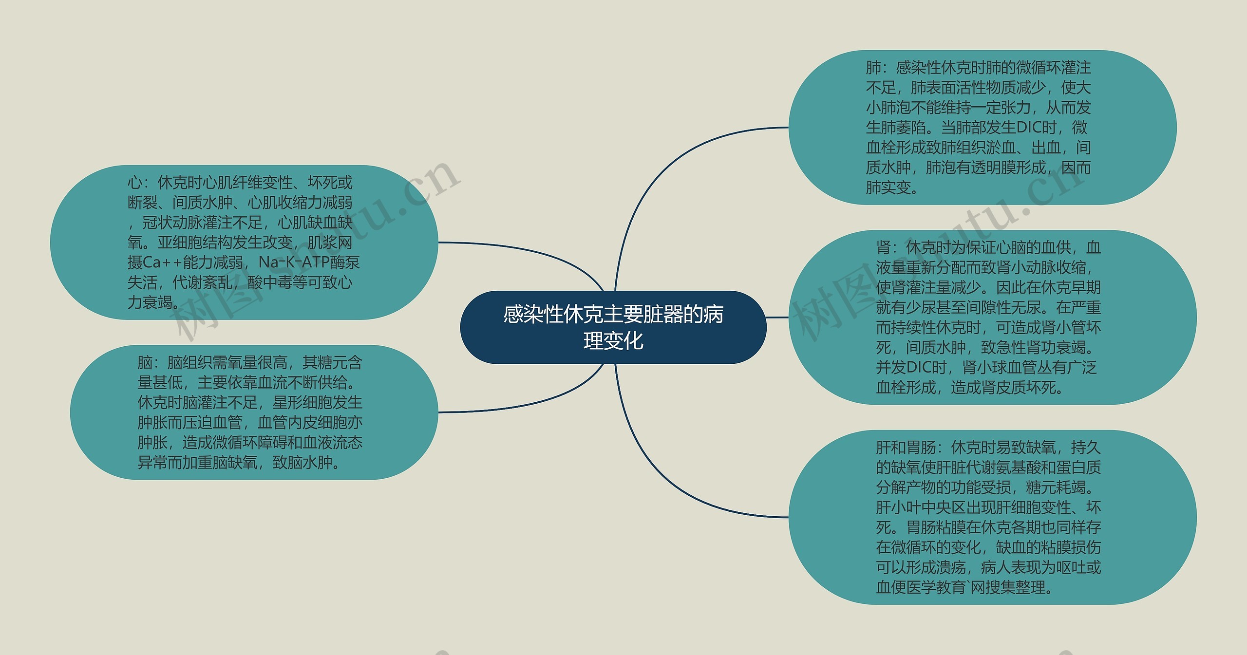 感染性休克主要脏器的病理变化 感染性休克主要脏器的病理变化