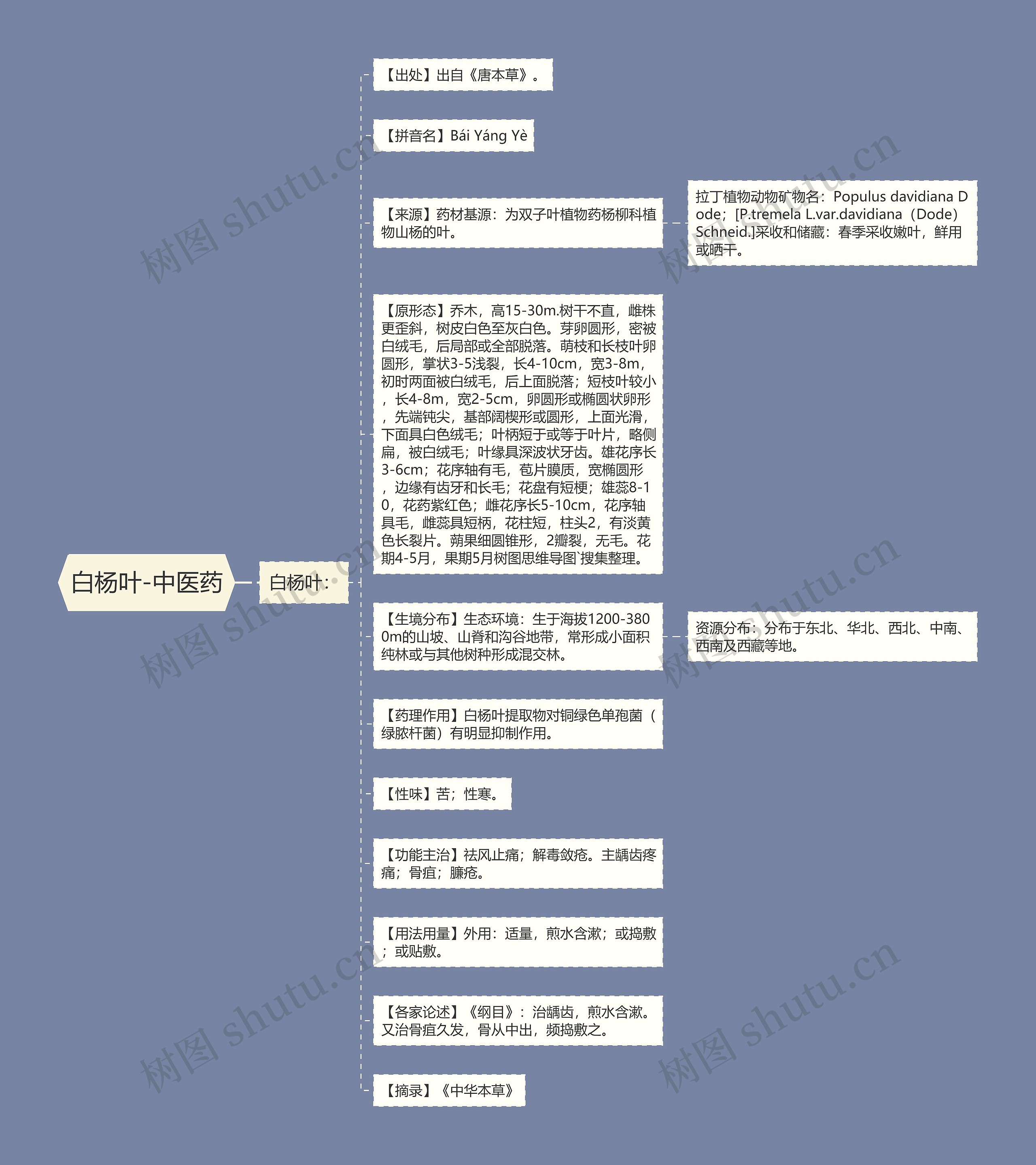 白杨叶-中医药思维导图