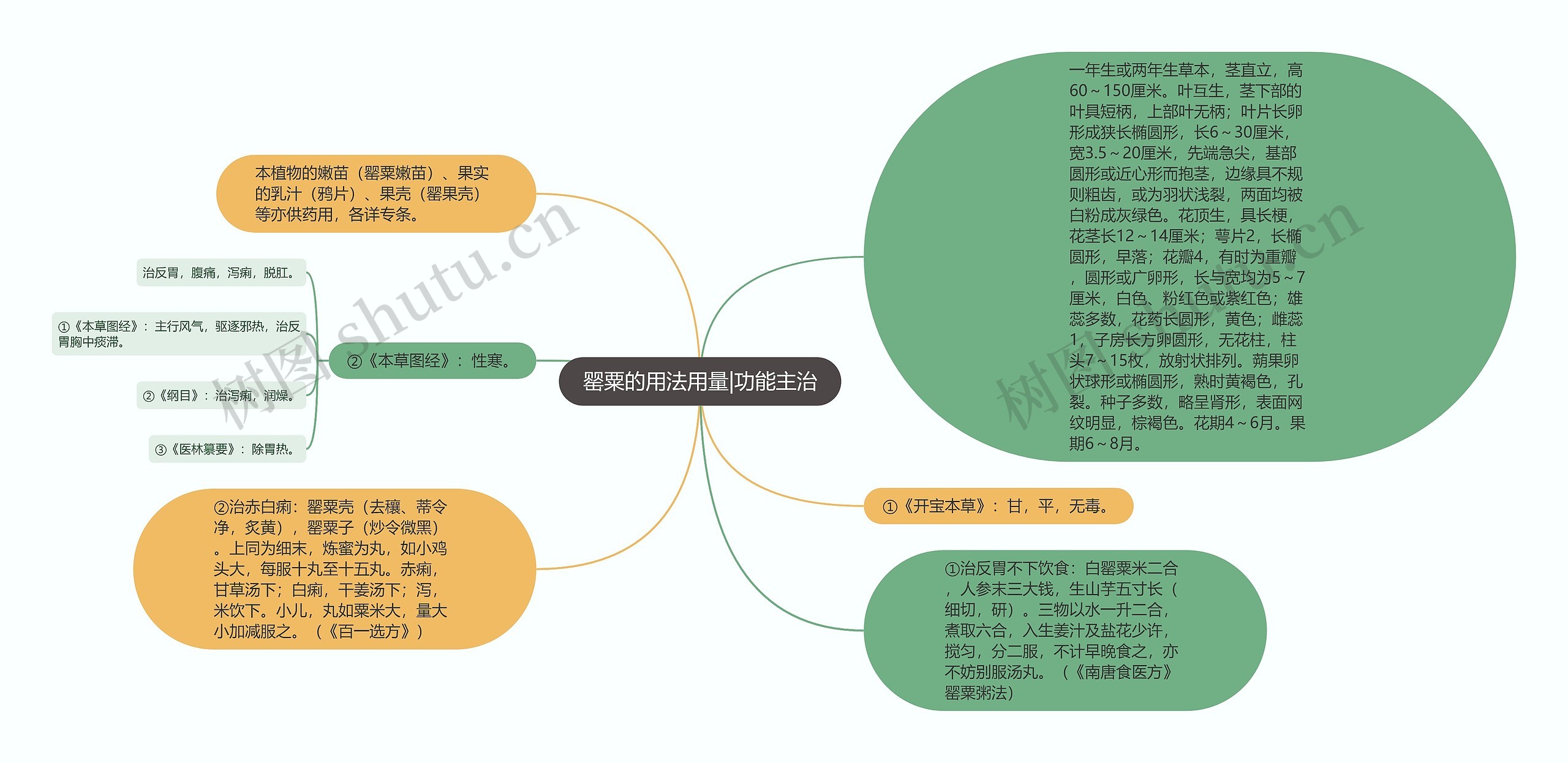 罂粟的用法用量|功能主治思维导图