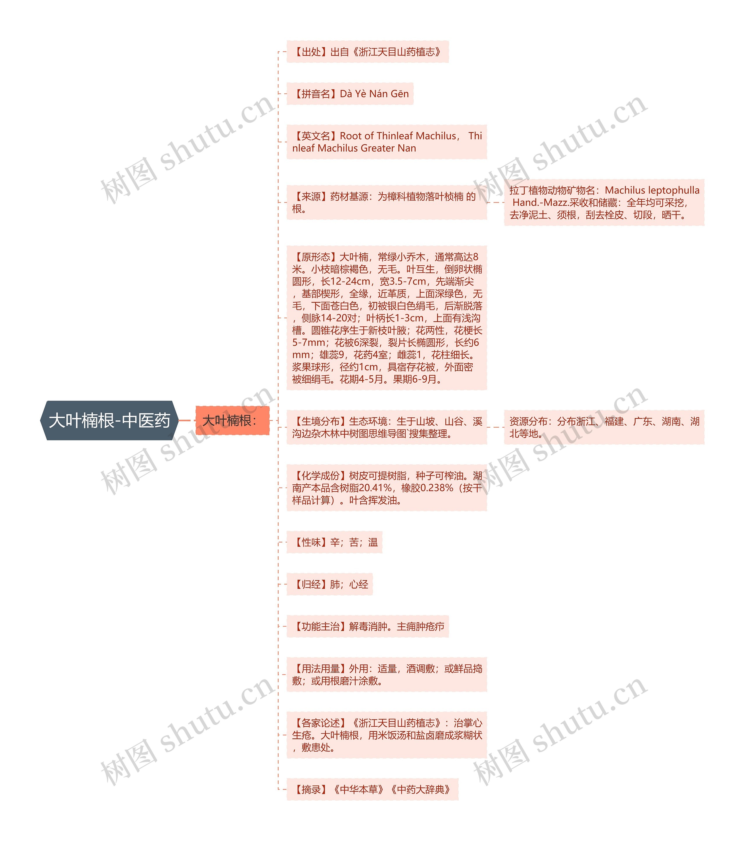 大叶楠根-中医药 大叶楠根-中医药