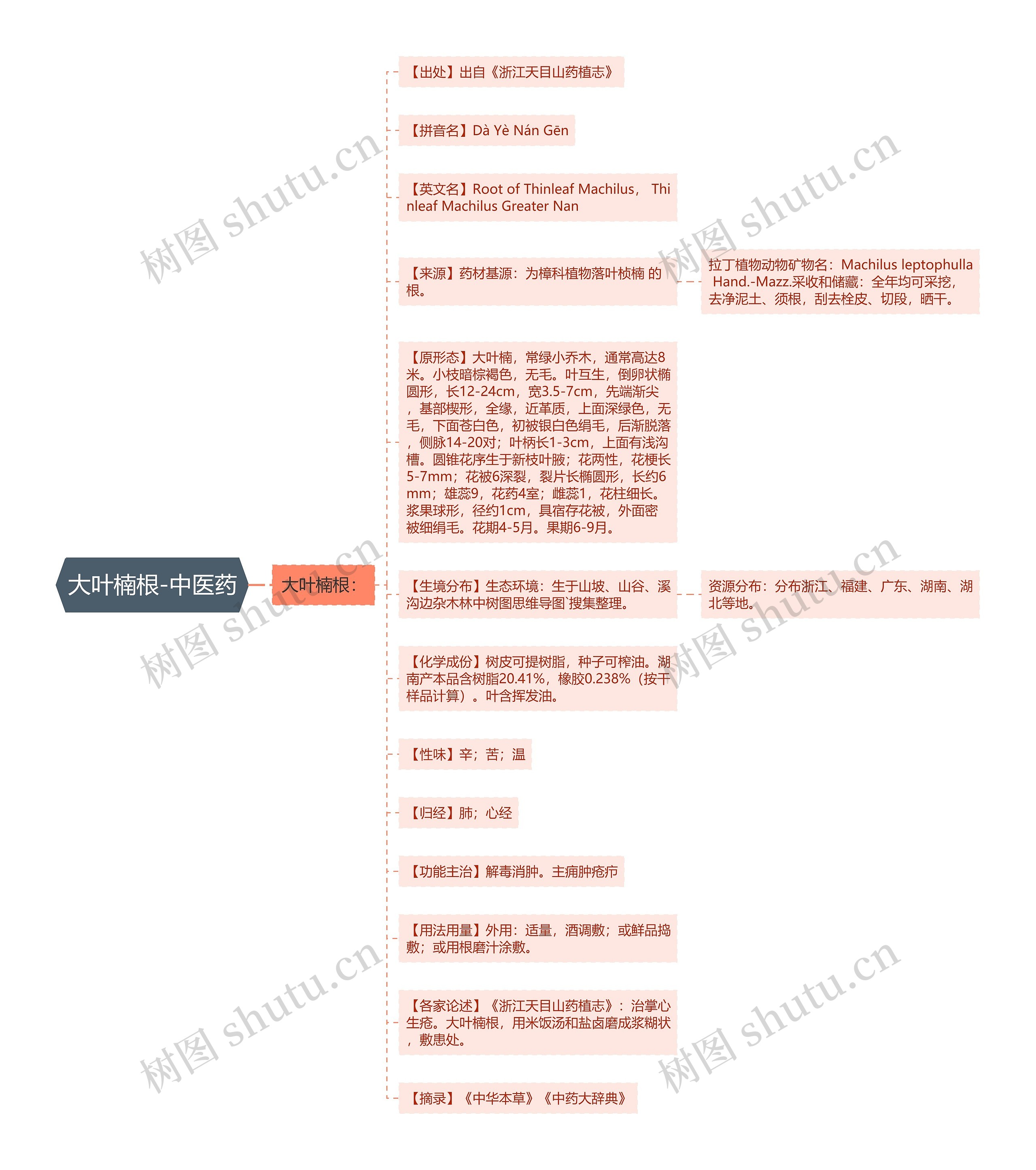 大叶楠根-中医药思维导图