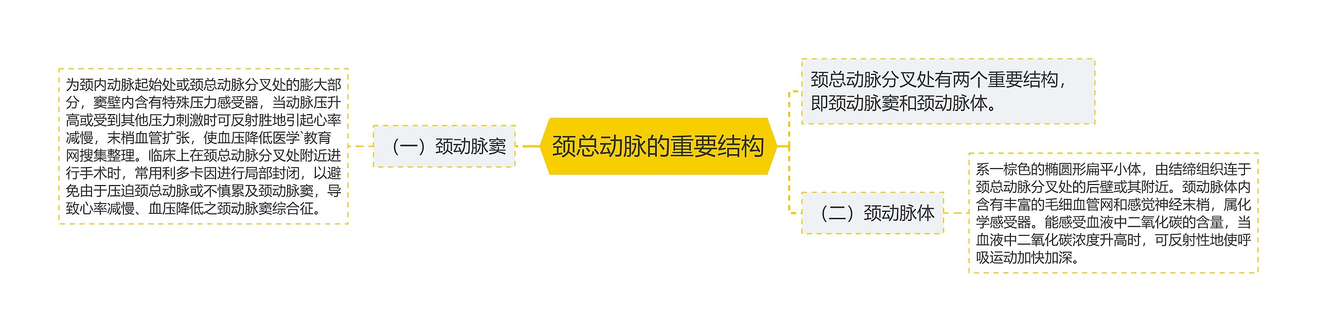 颈总动脉的重要结构