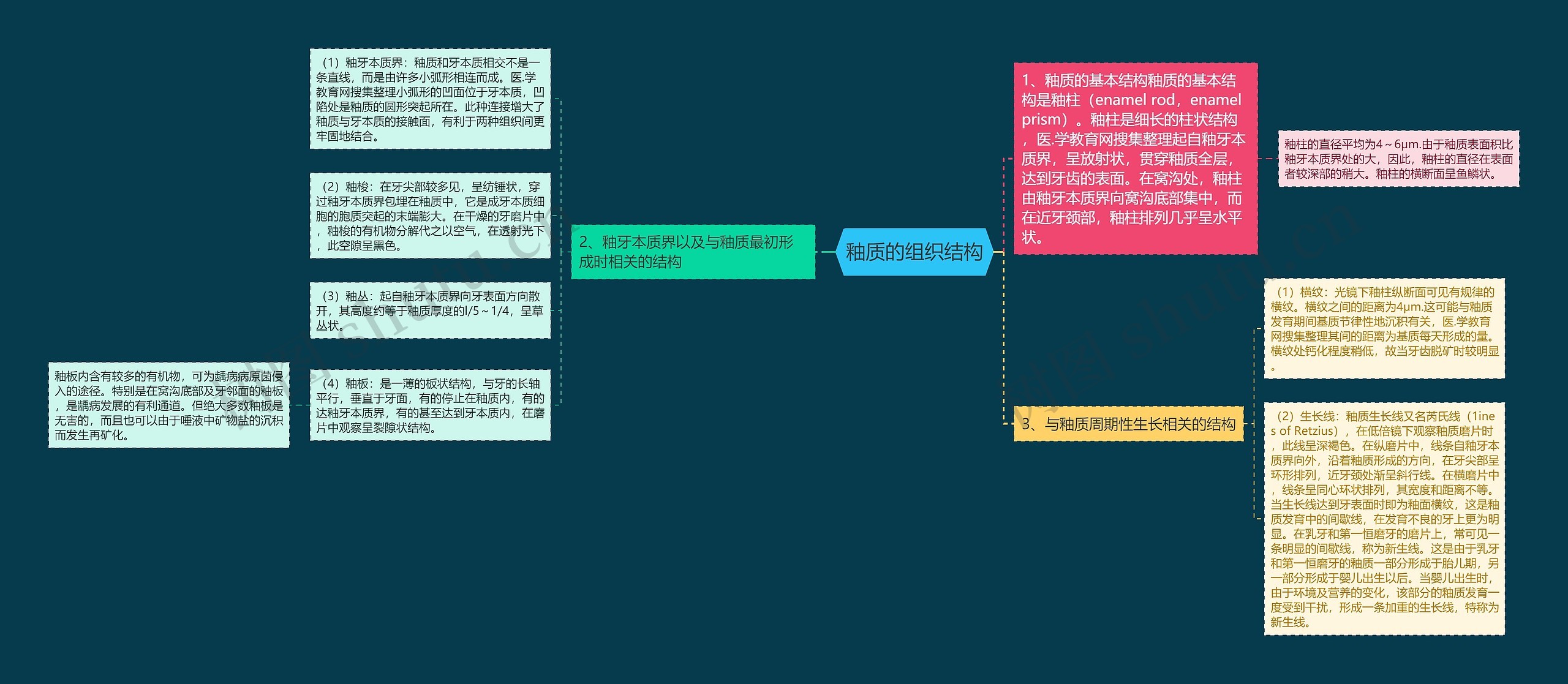 釉质的组织结构 釉质的组织结构