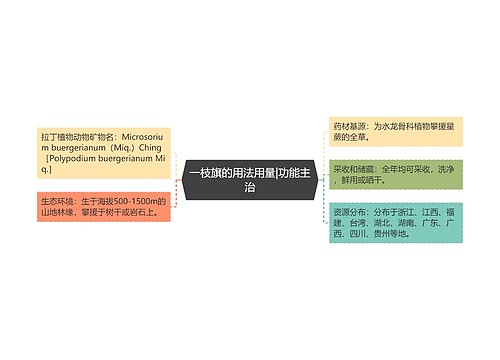 一枝旗的用法用量|功能主治