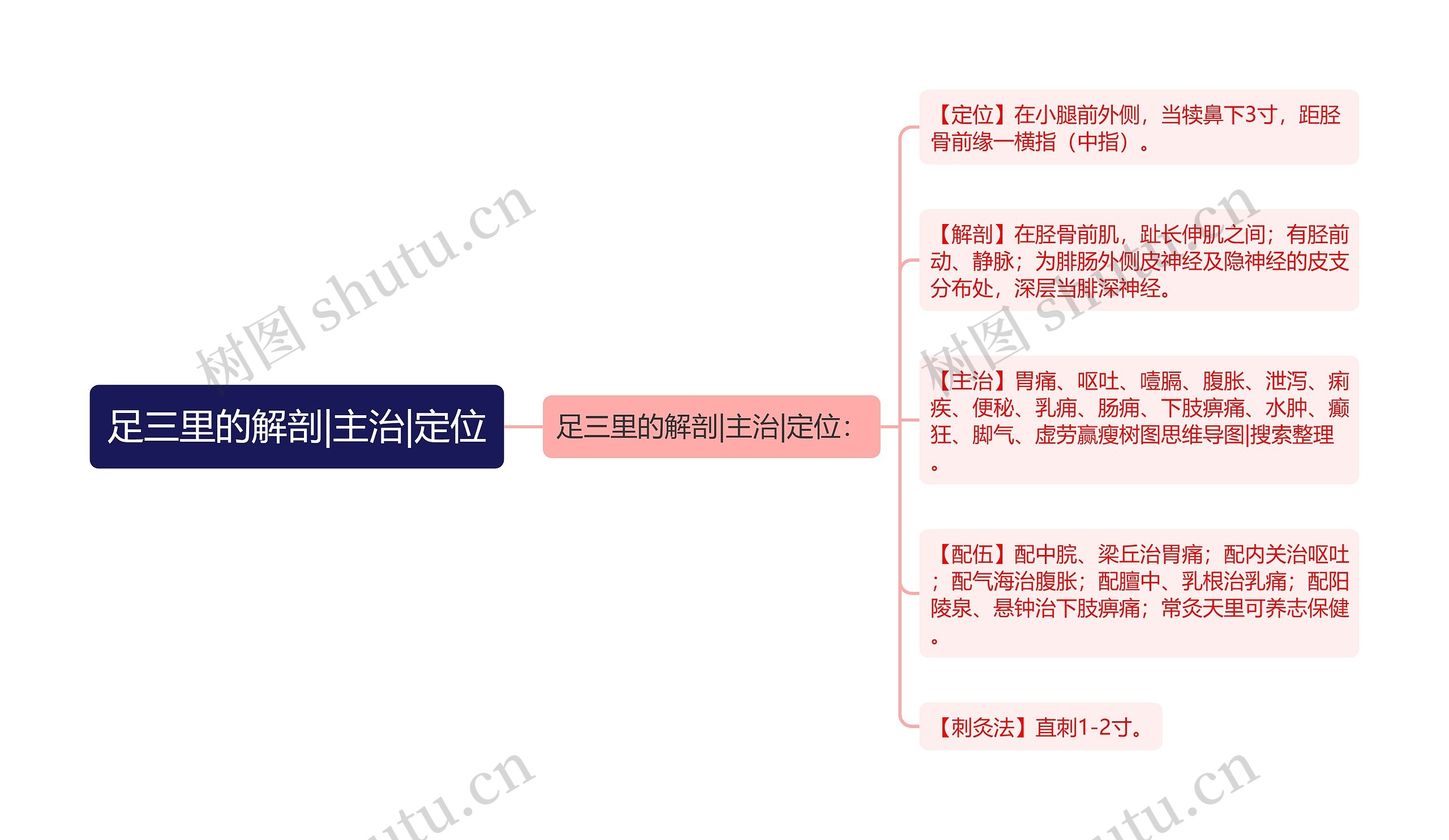 足三里的解剖|主治|定位思维导图