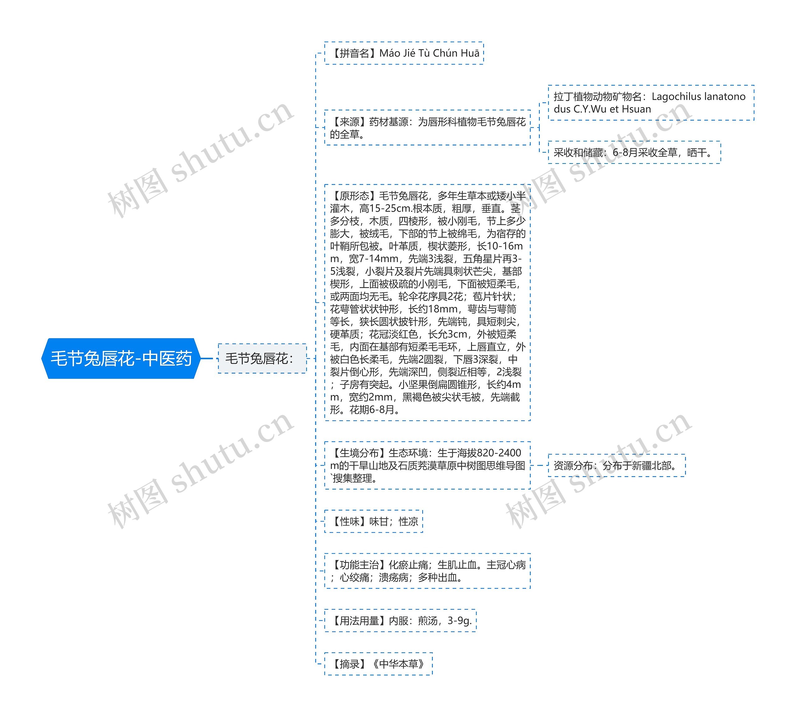 毛节兔唇花-中医药 毛节兔唇花-中医药