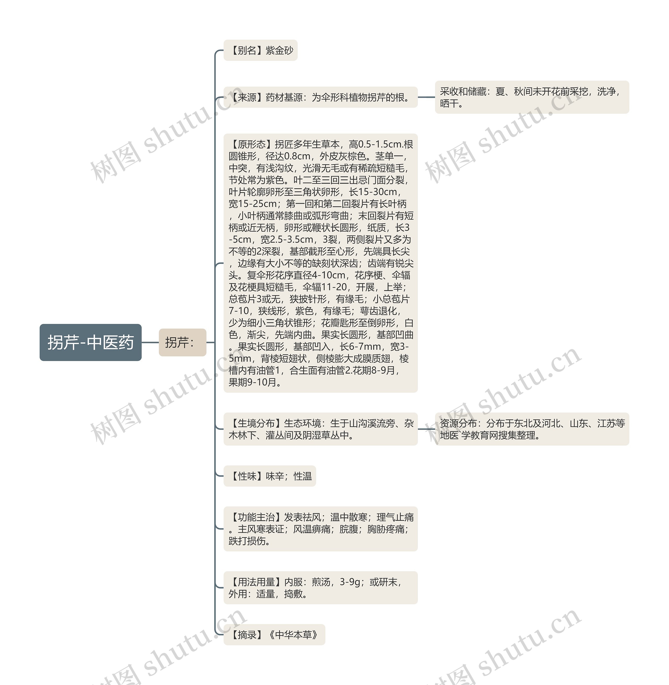 拐芹-中医药 拐芹-中医药