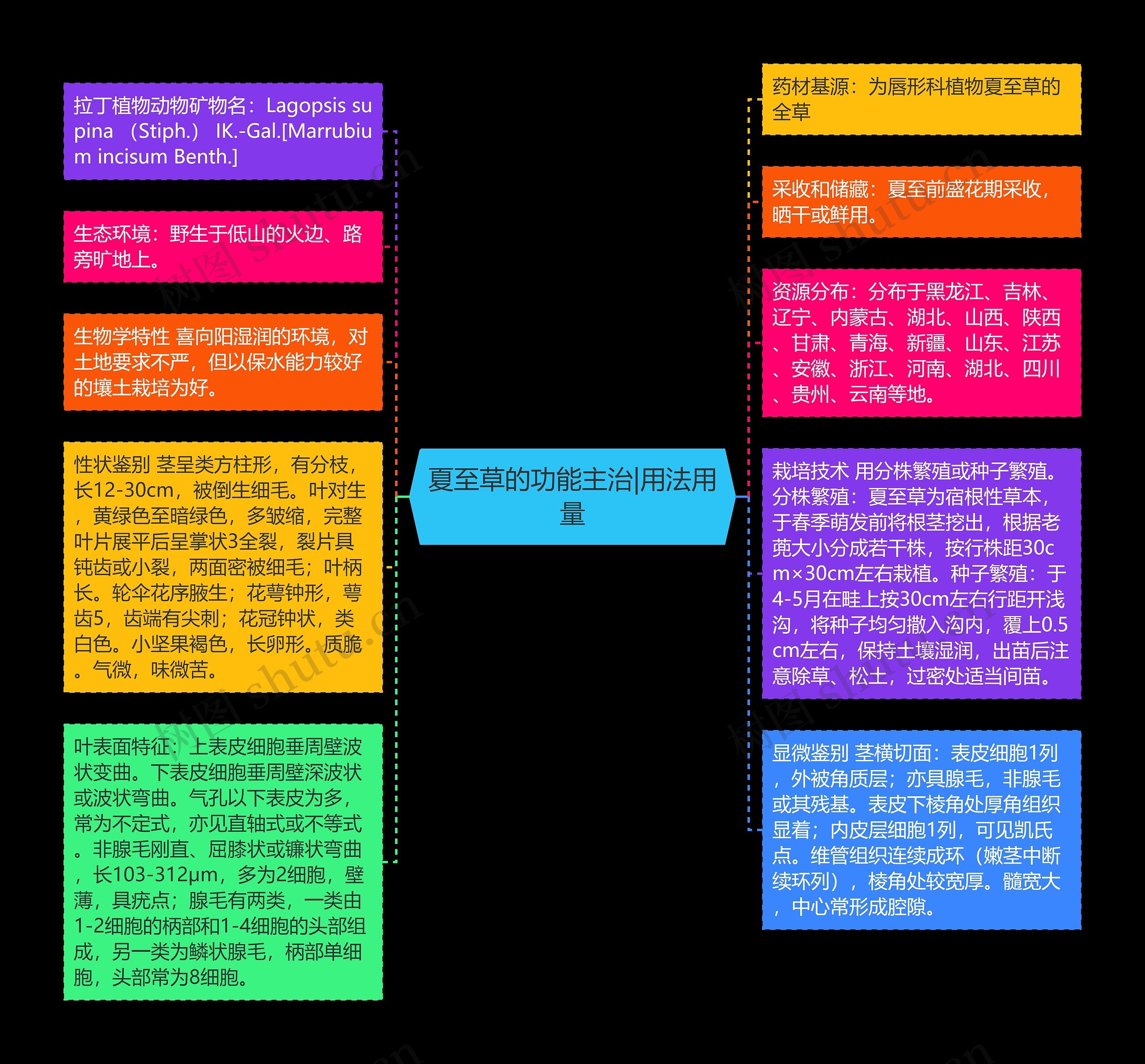 夏至草的功能主治|用法用量思维导图