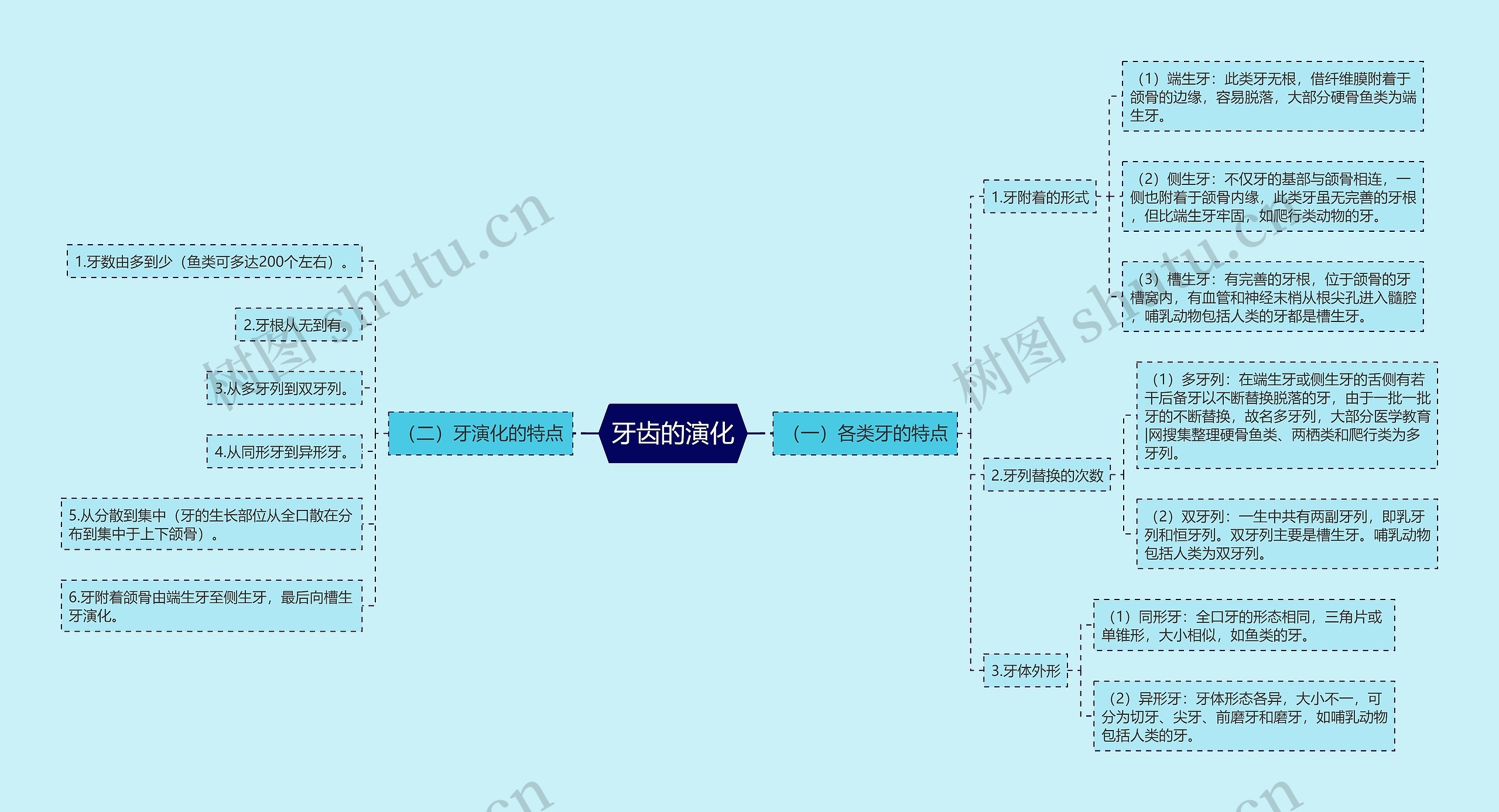 牙齿的演化思维导图