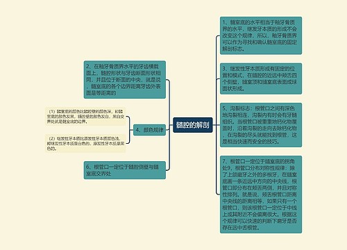 髓腔的解剖