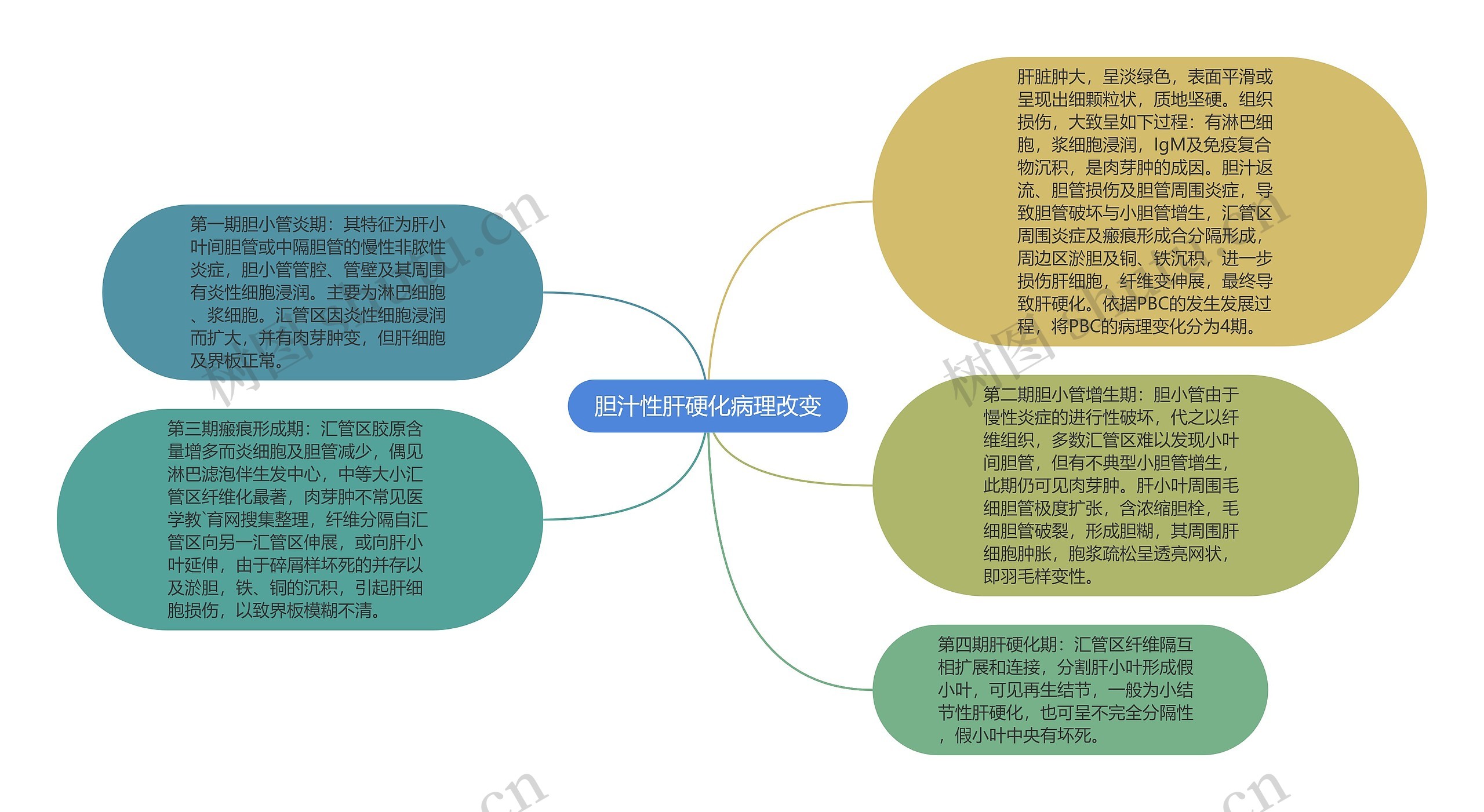 胆汁性肝硬化病理改变