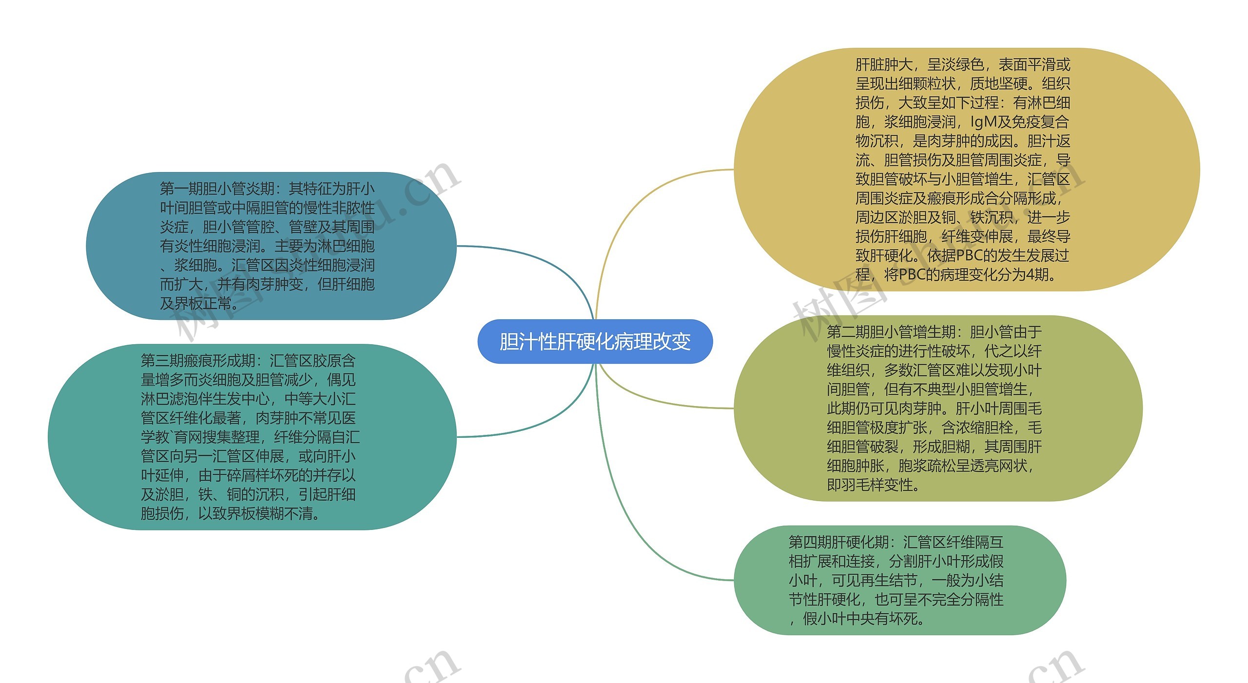 胆汁性肝硬化病理改变