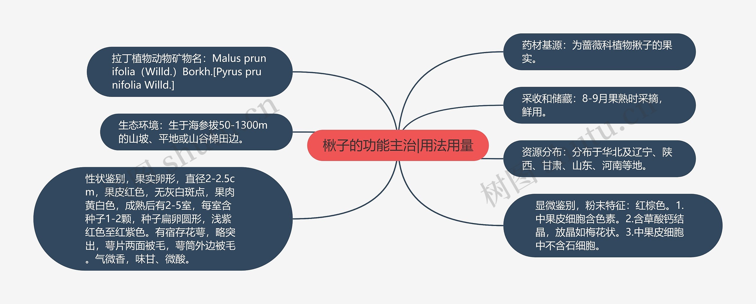 楸子的功能主治|用法用量