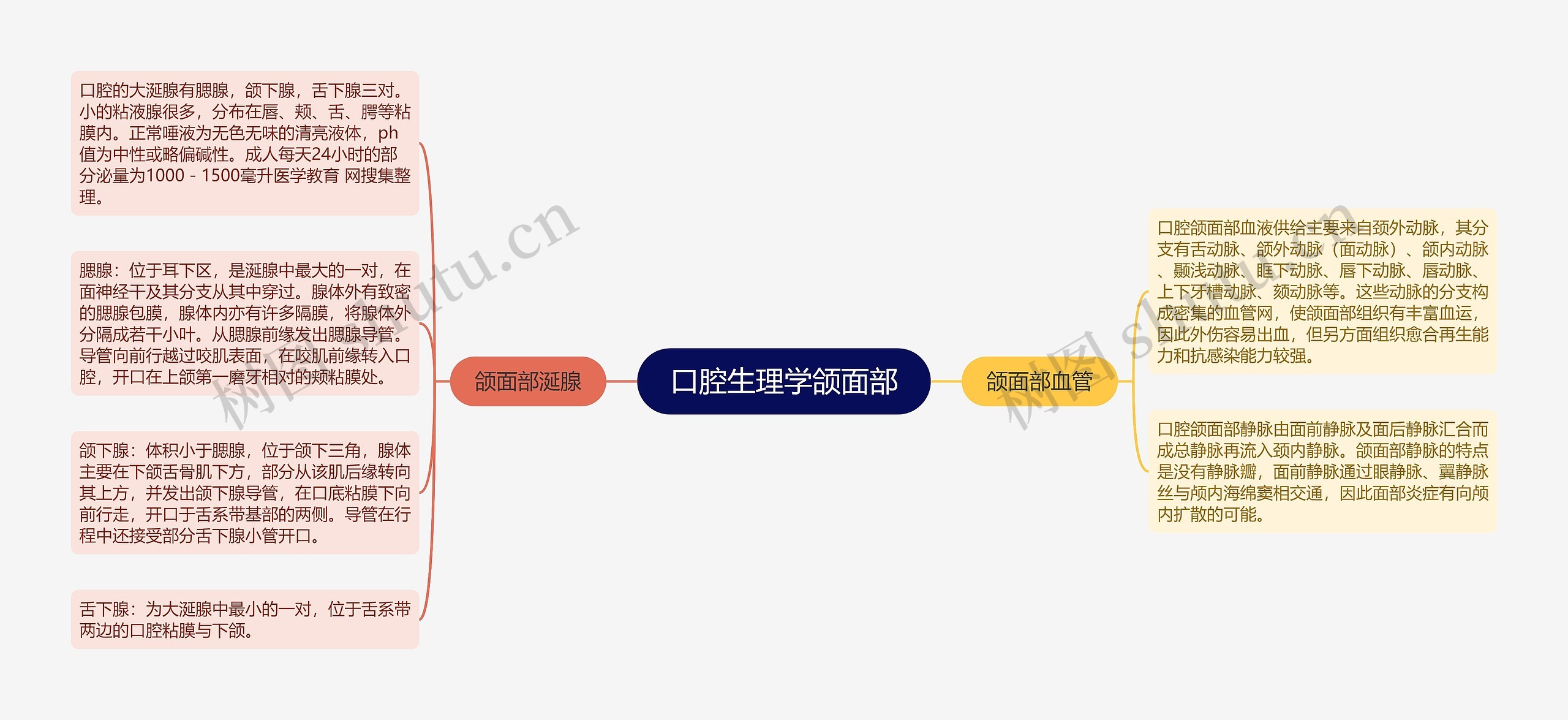 口腔生理学颌面部
