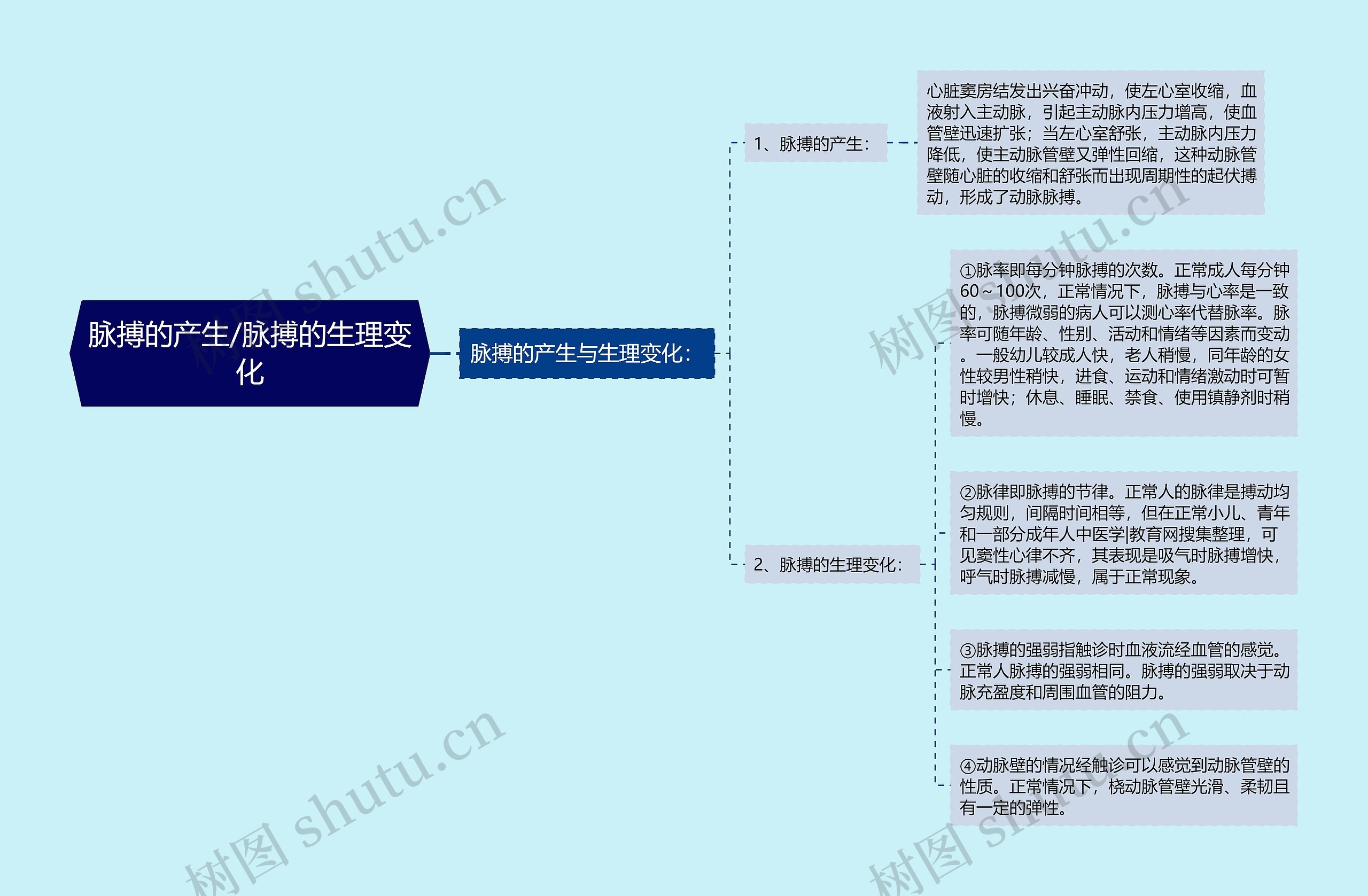 脉搏的产生/脉搏的生理变化