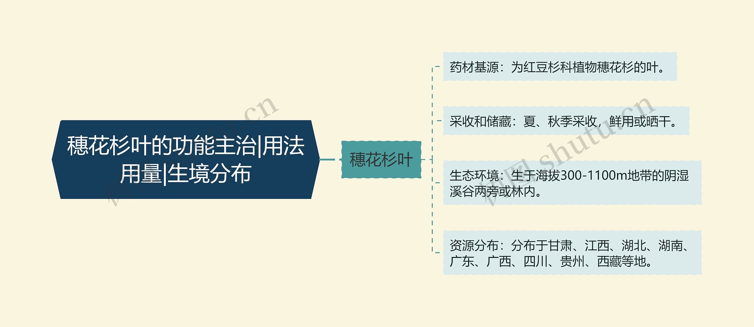 穗花杉叶的功能主治|用法用量|生境分布