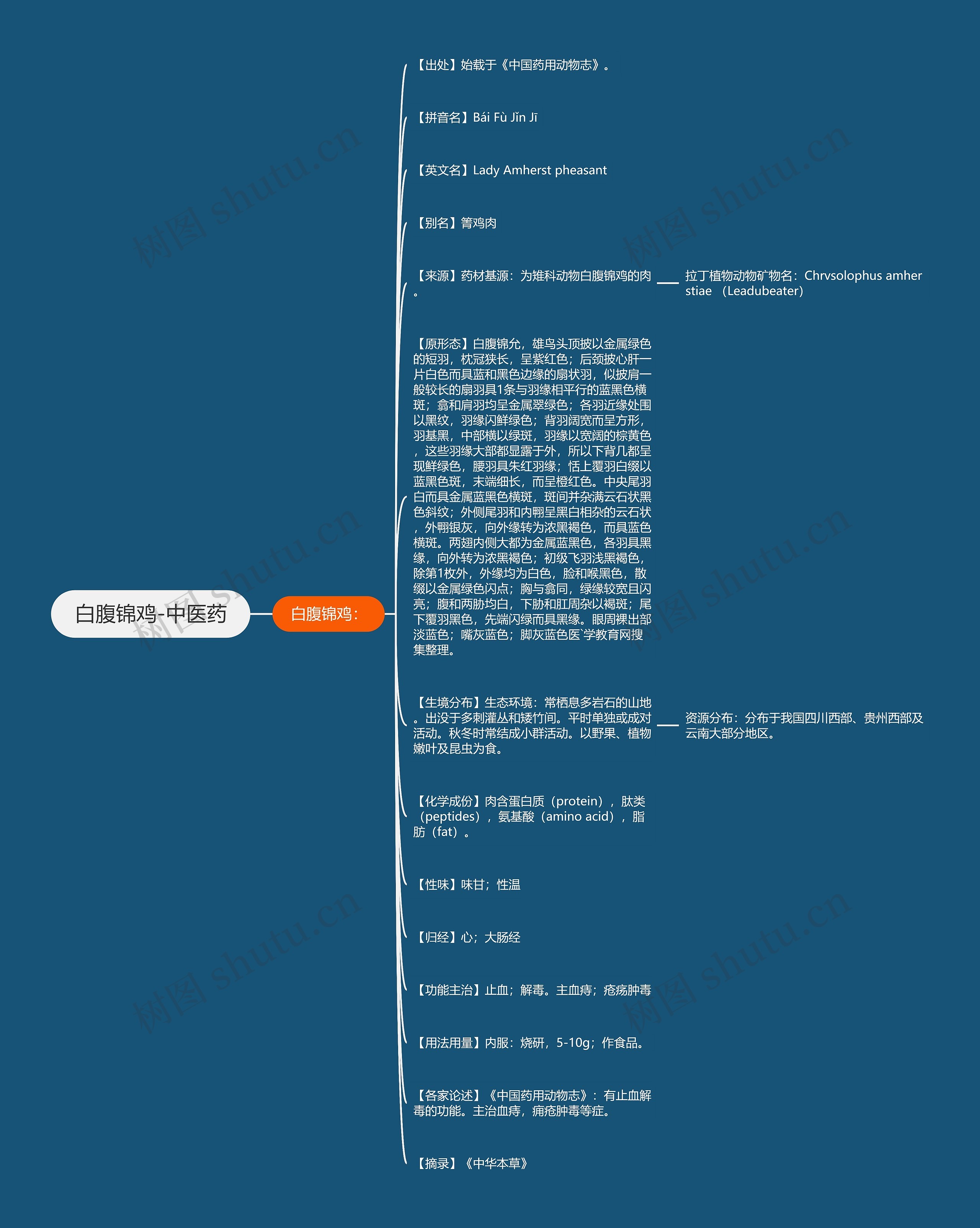 白腹锦鸡-中医药思维导图