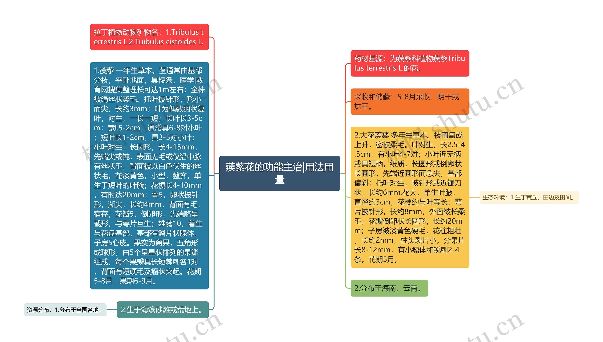 蒺藜花的功能主治|用法用量