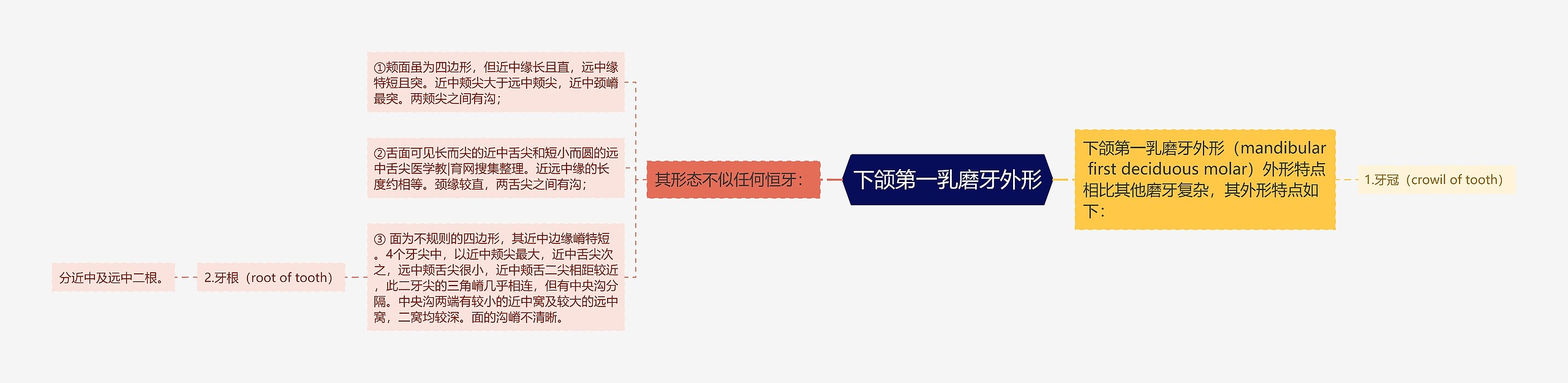 下颌第一乳磨牙外形思维导图