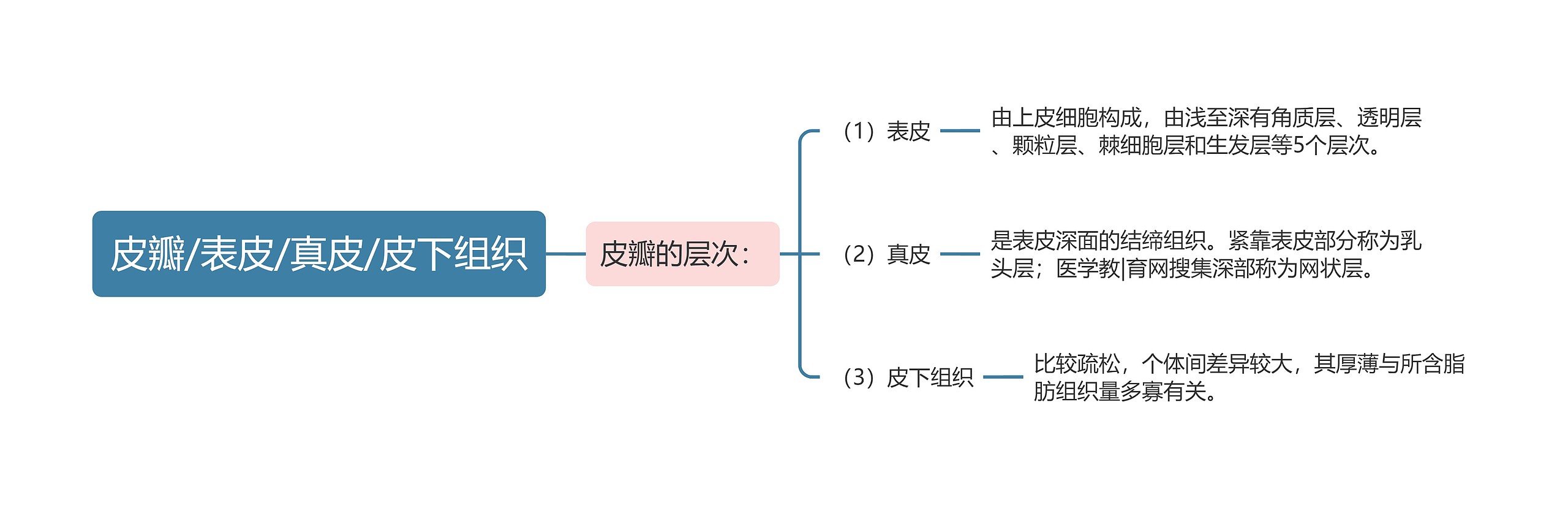 皮瓣/表皮/真皮/皮下组织思维导图