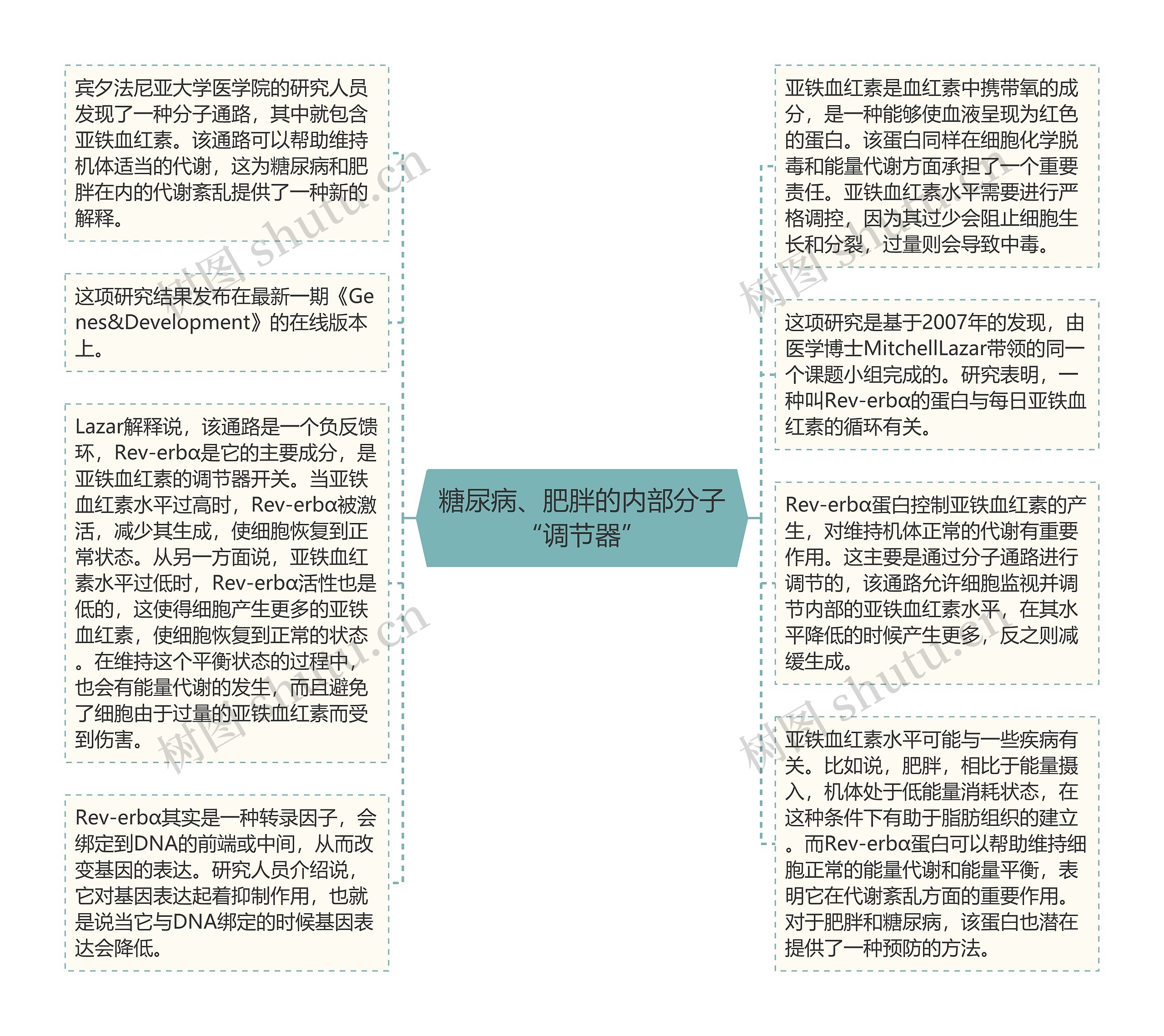 糖尿病、肥胖的内部分子“调节器”