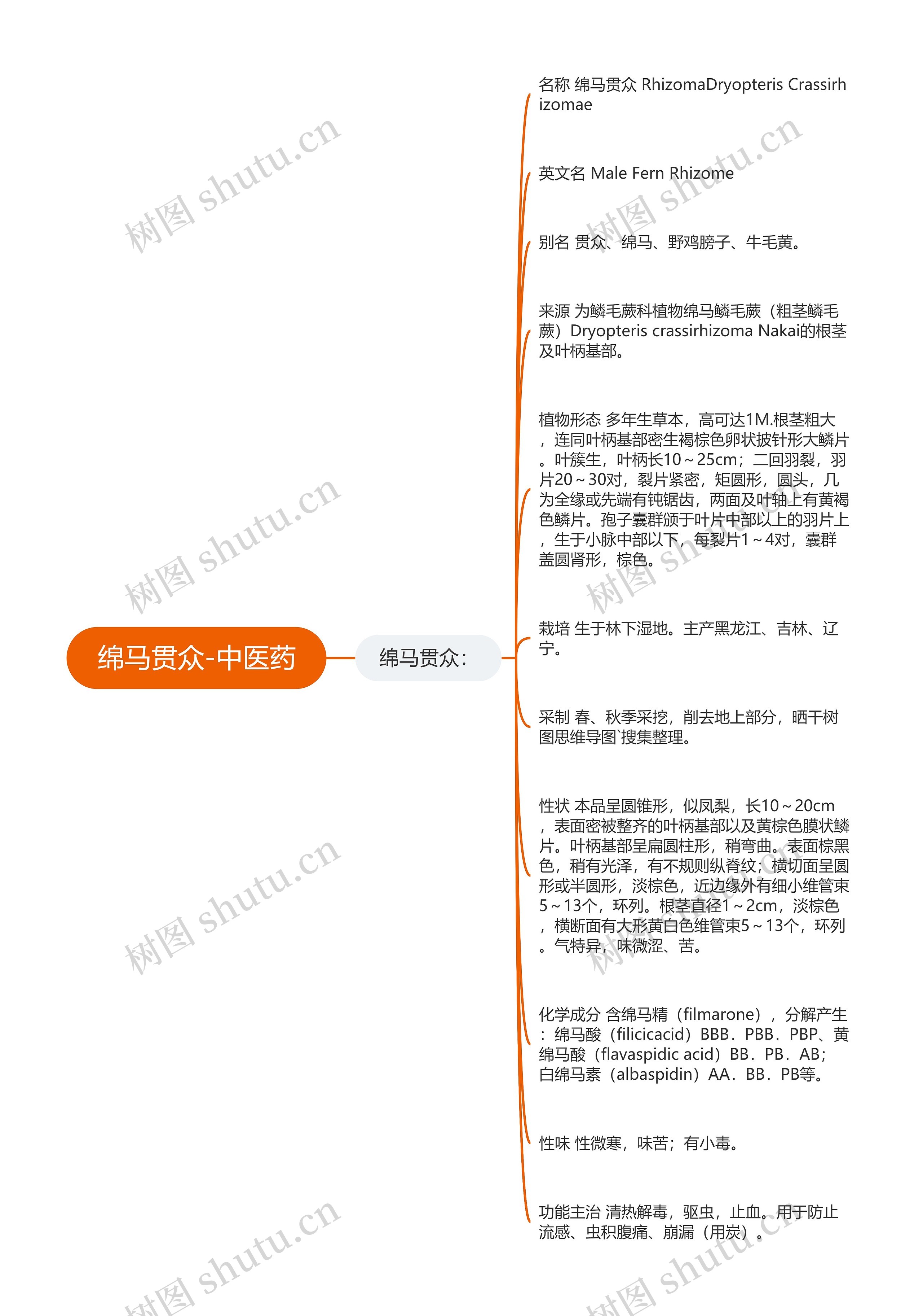 绵马贯众-中医药 绵马贯众-中医药