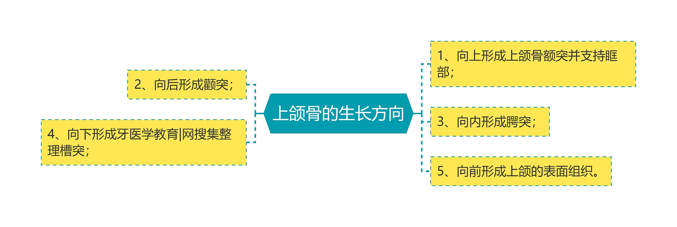 上颌骨的生长方向思维导图