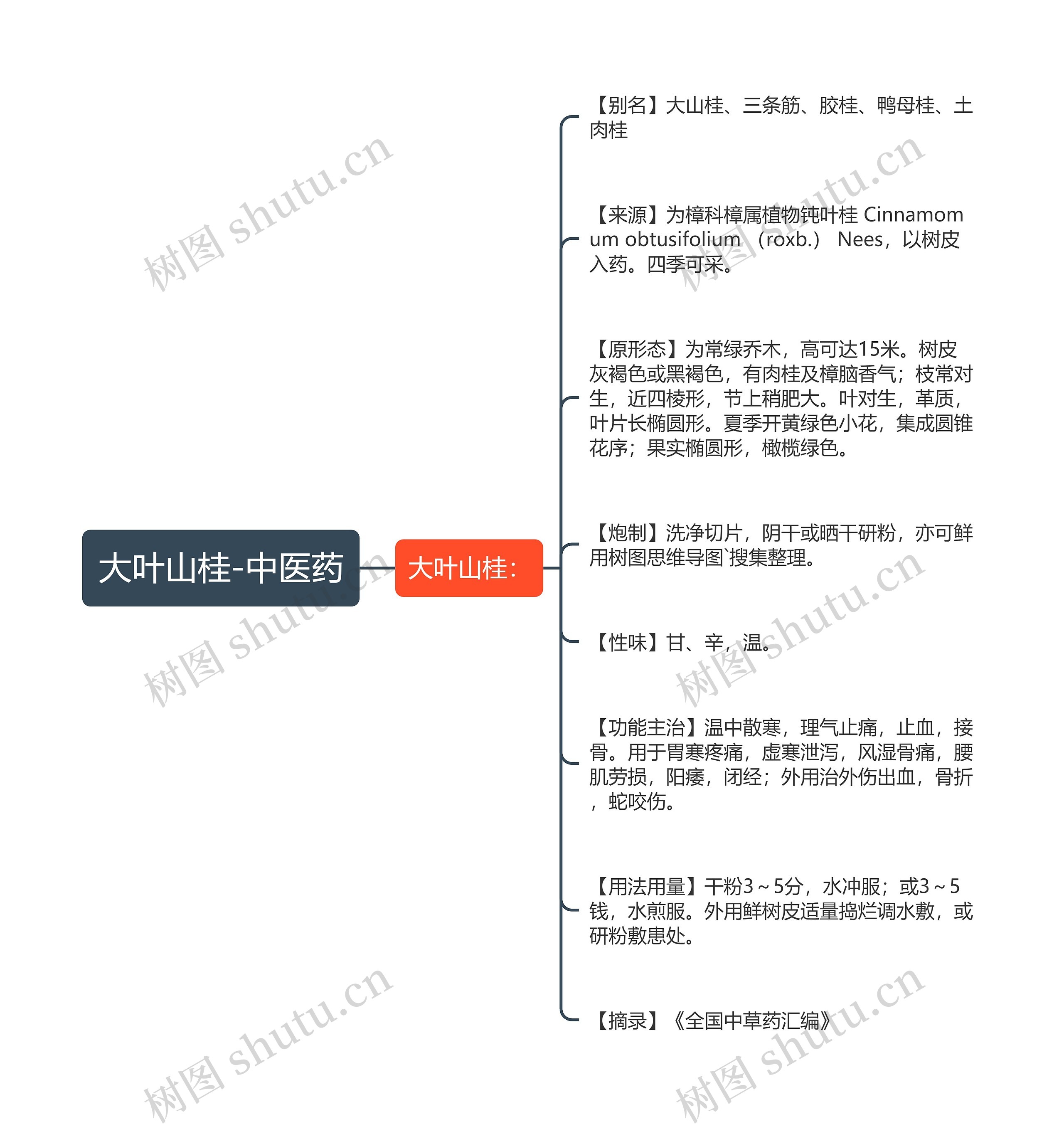 大叶山桂-中医药思维导图