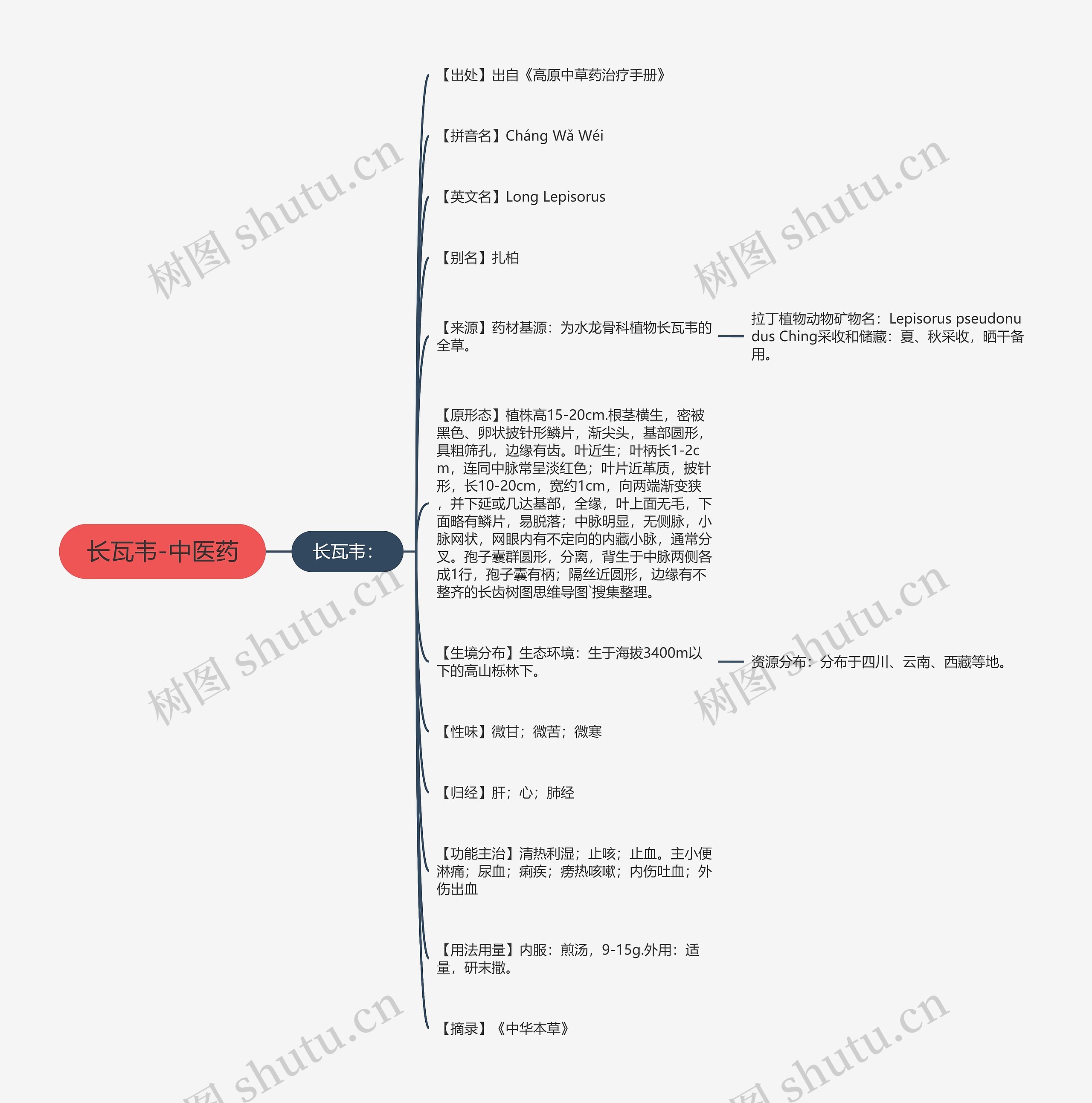 长瓦韦-中医药 长瓦韦-中医药