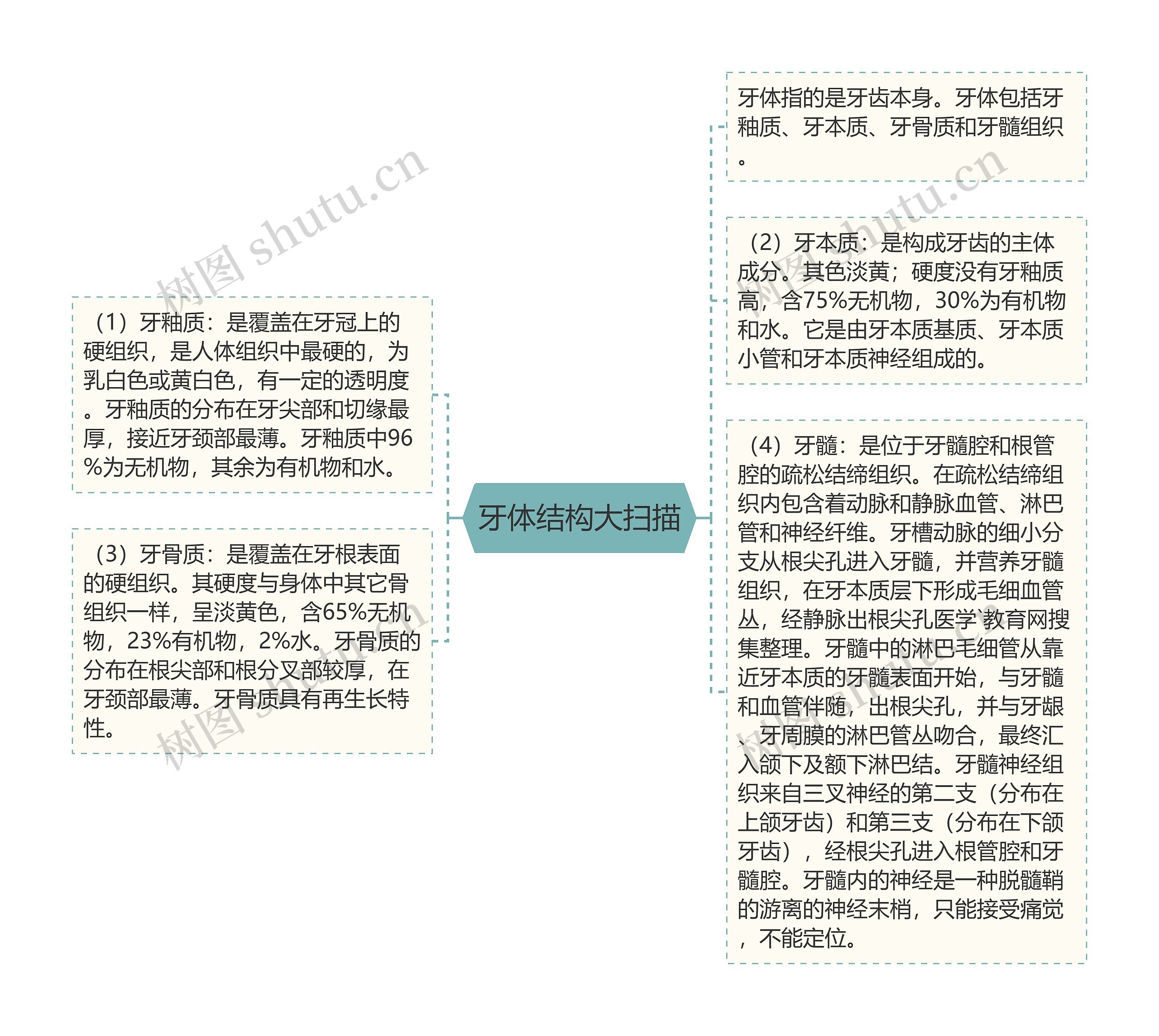 牙体结构大扫描 牙体结构大扫描