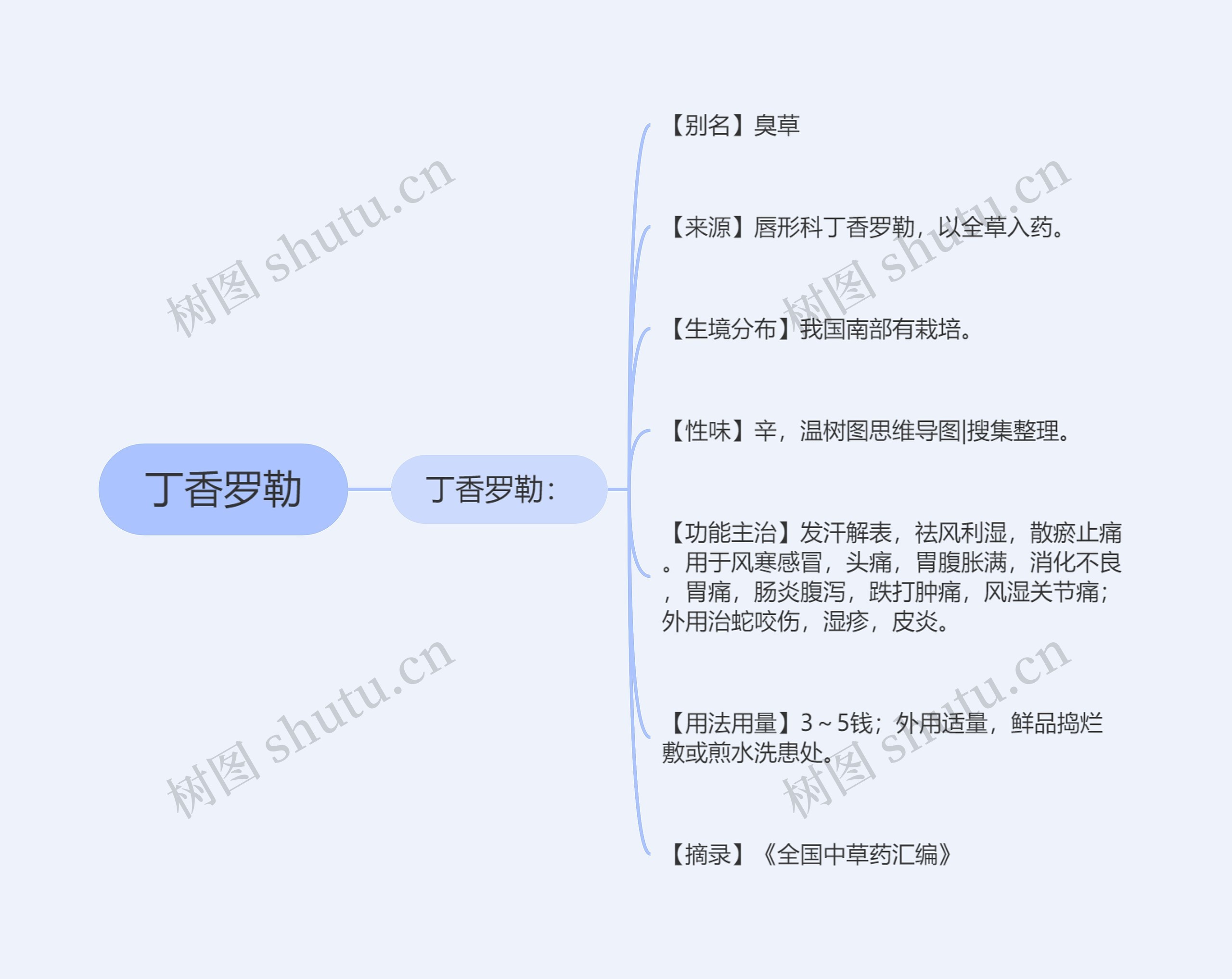 丁香罗勒思维导图