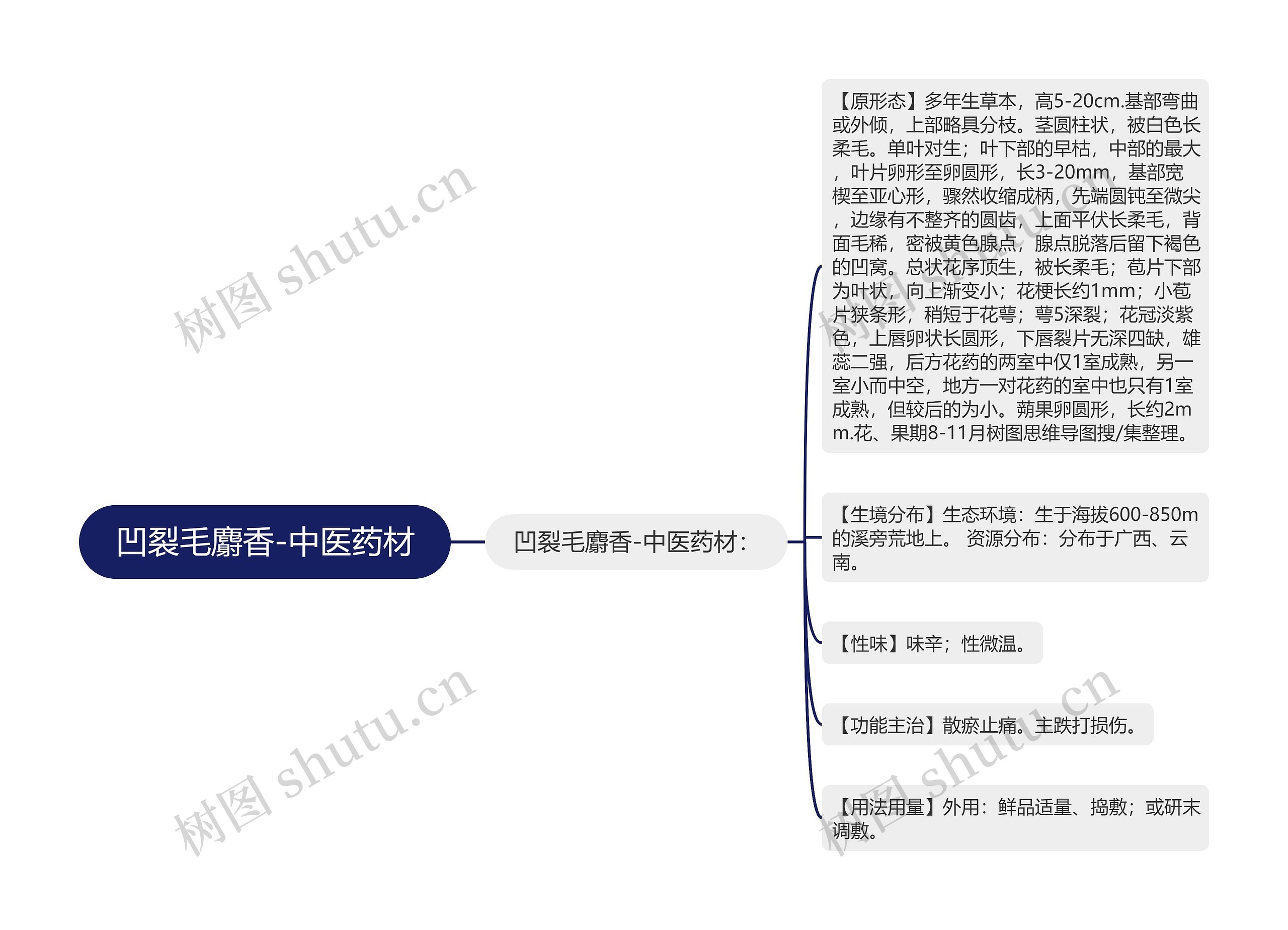 凹裂毛麝香-中医药材思维导图