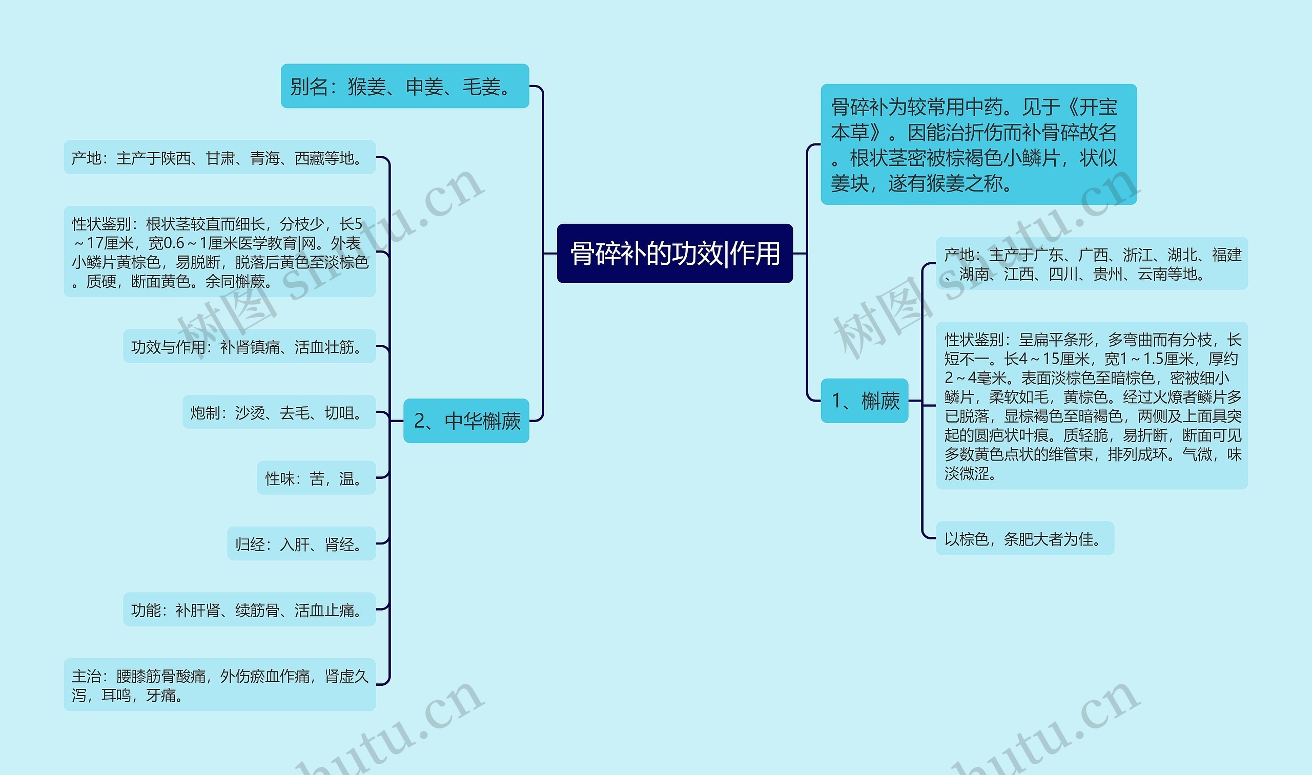 骨碎补的功效|作用思维导图