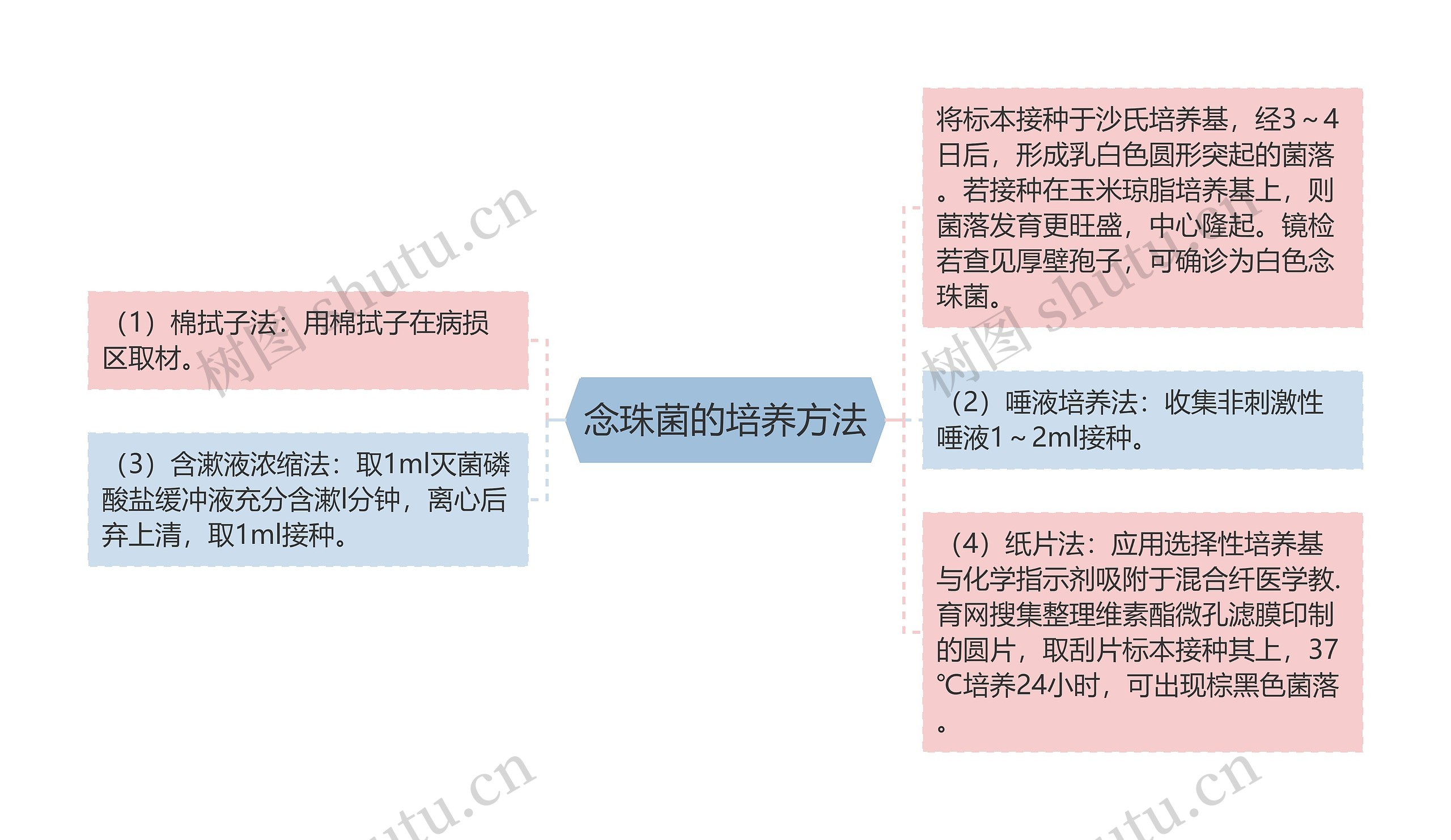 念珠菌的培养方法思维导图