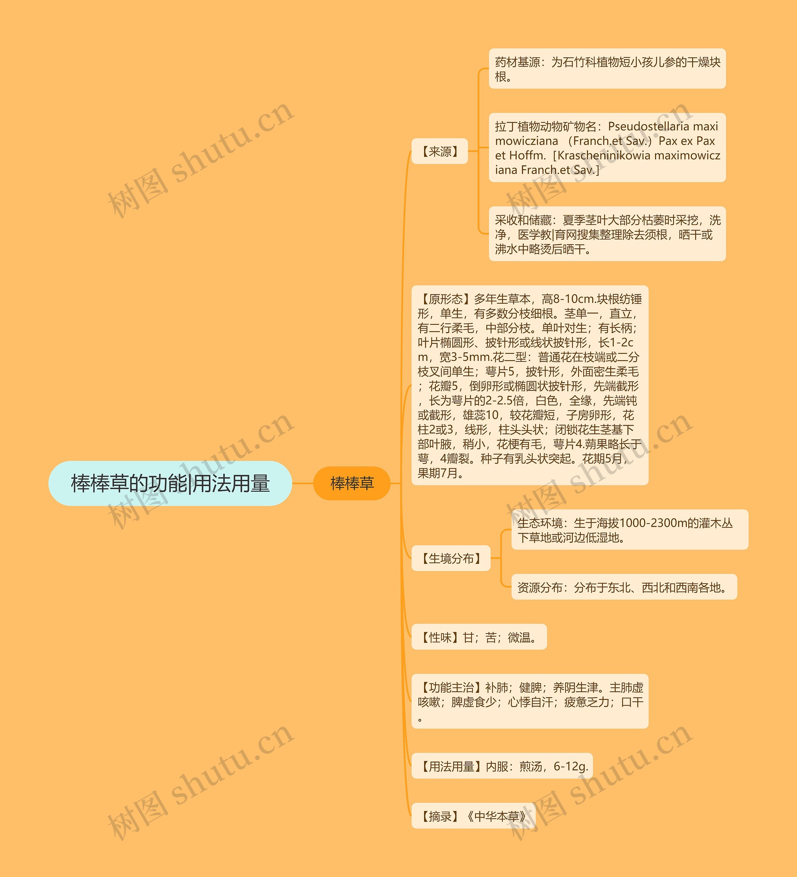 棒棒草的功能|用法用量思维导图