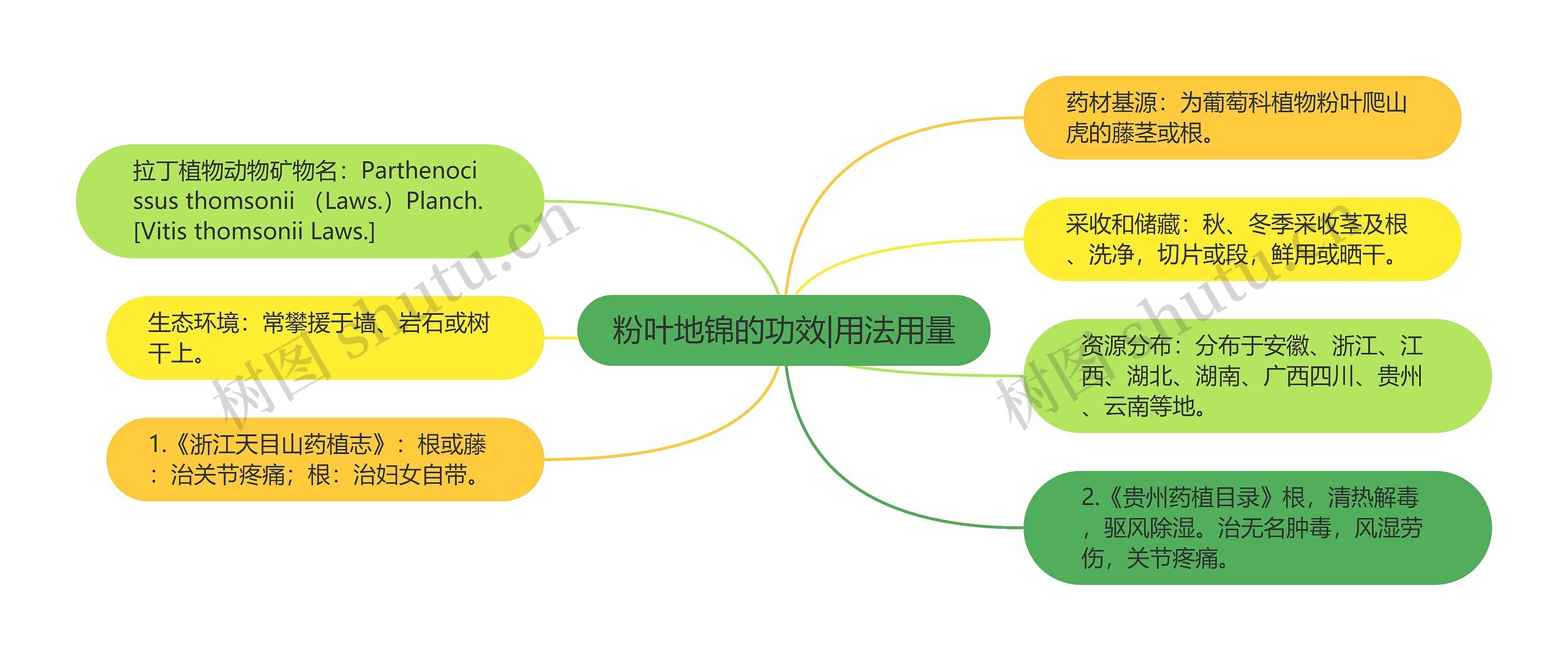 粉叶地锦的功效|用法用量思维导图