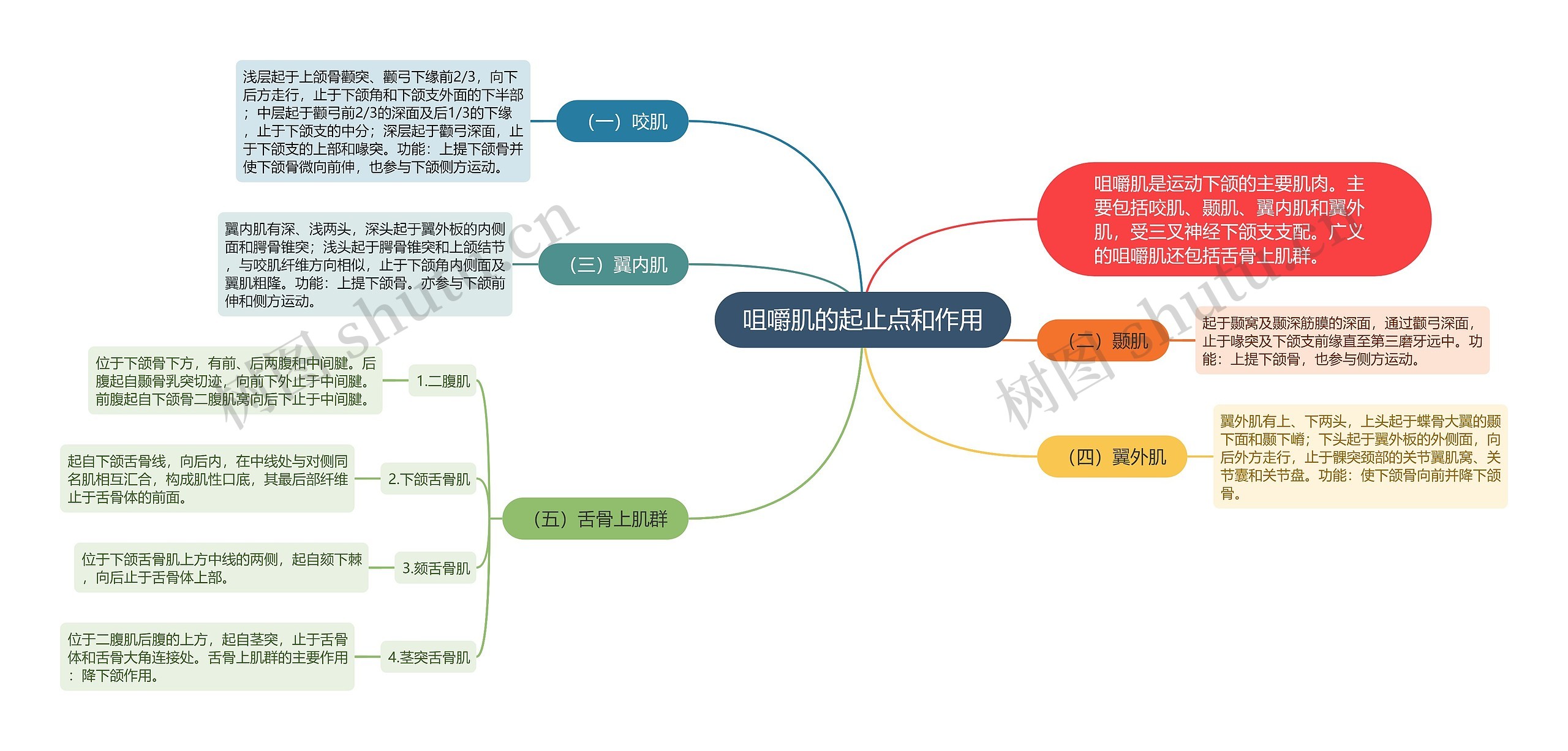 咀嚼肌的起止点和作用