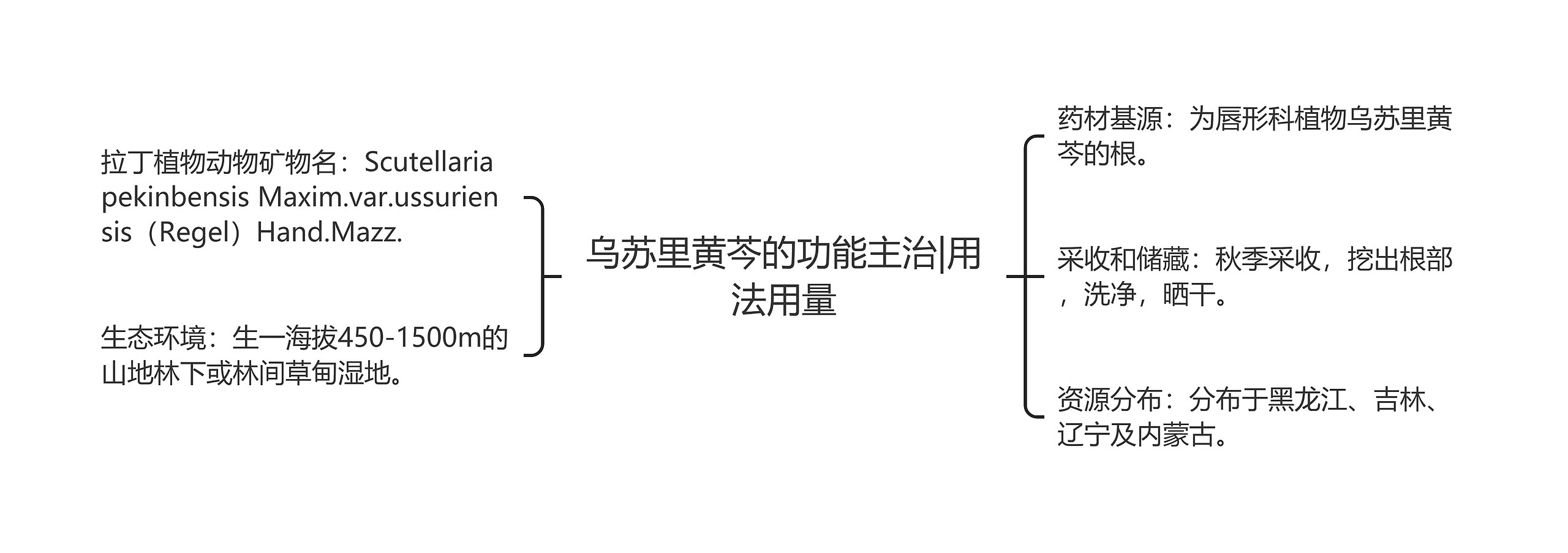 乌苏里黄芩的功能主治|用法用量思维导图