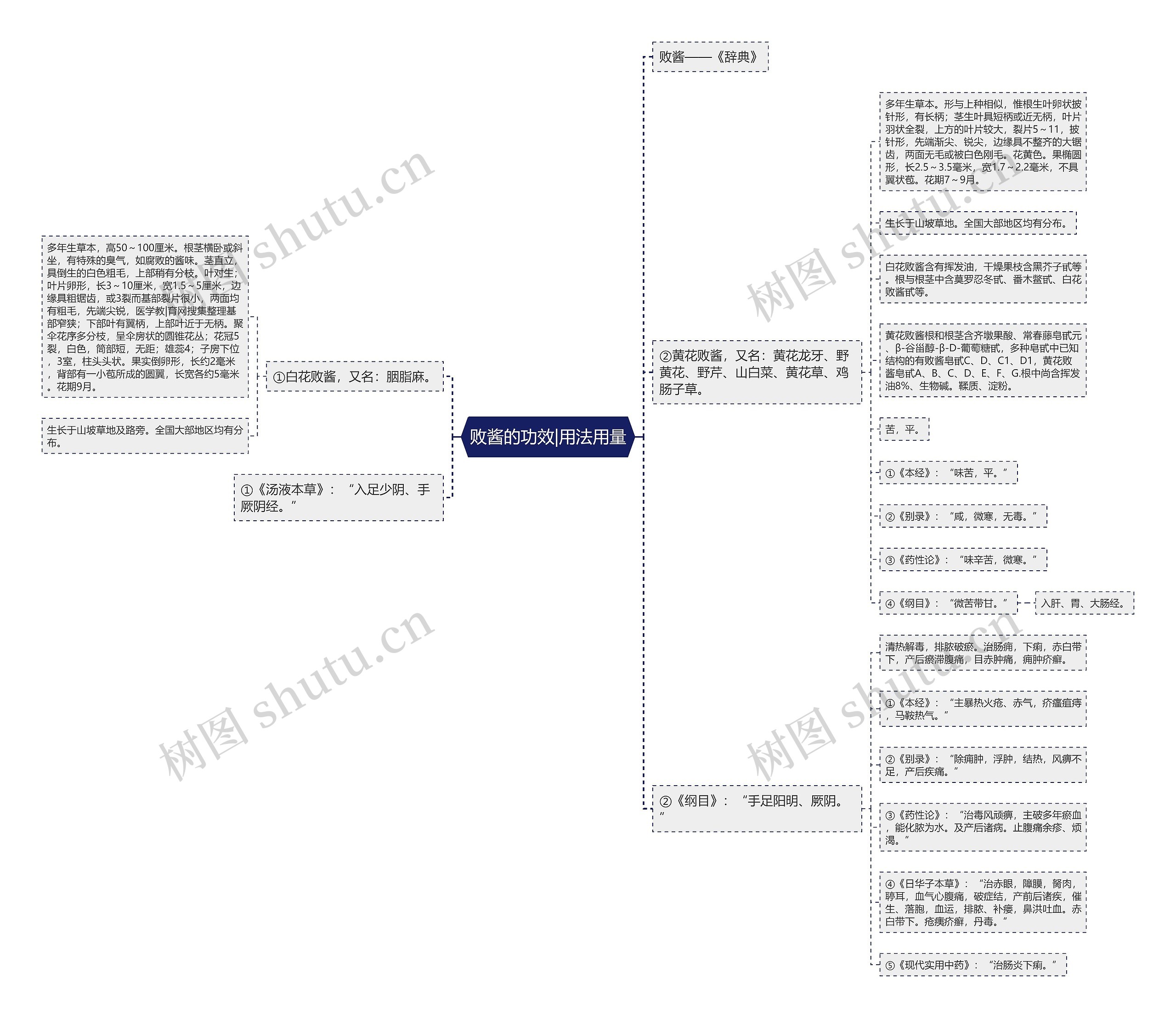 败酱的功效|用法用量思维导图
