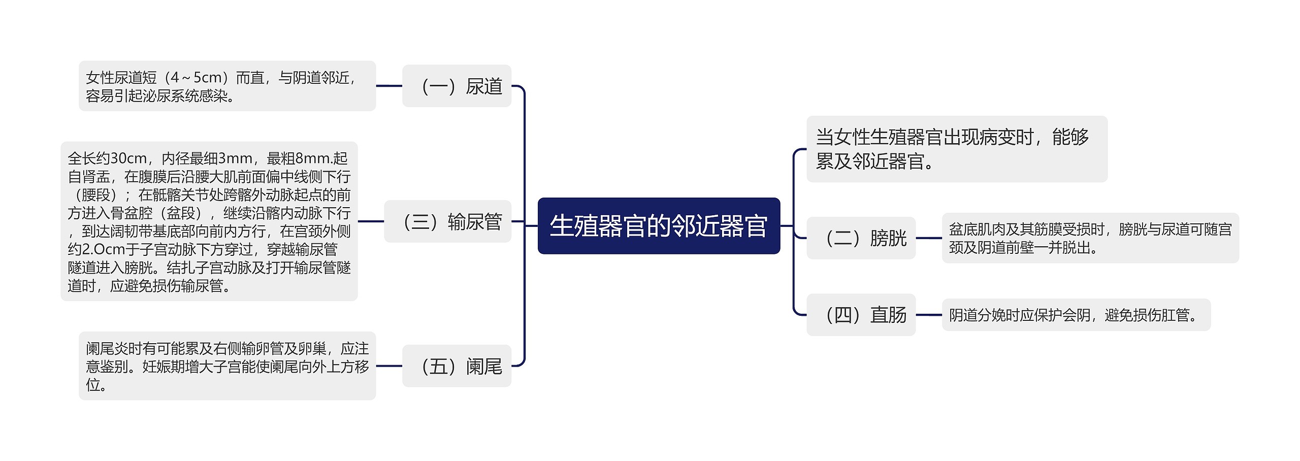 生殖器官的邻近器官思维导图