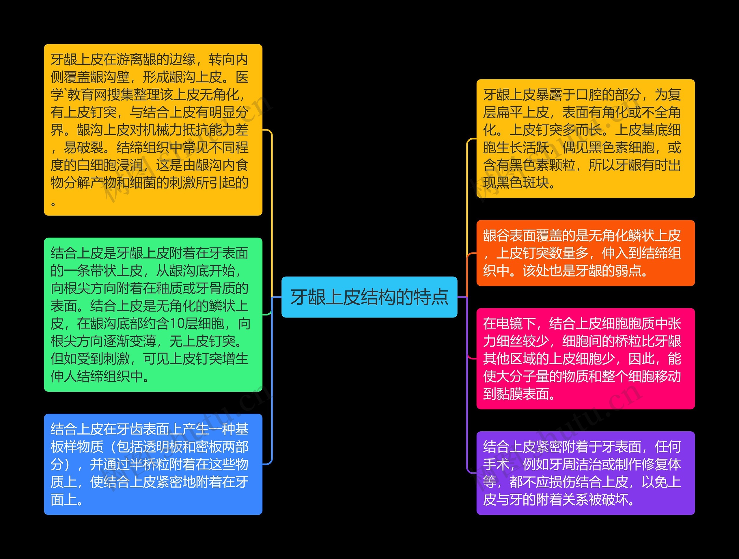 牙龈上皮结构的特点