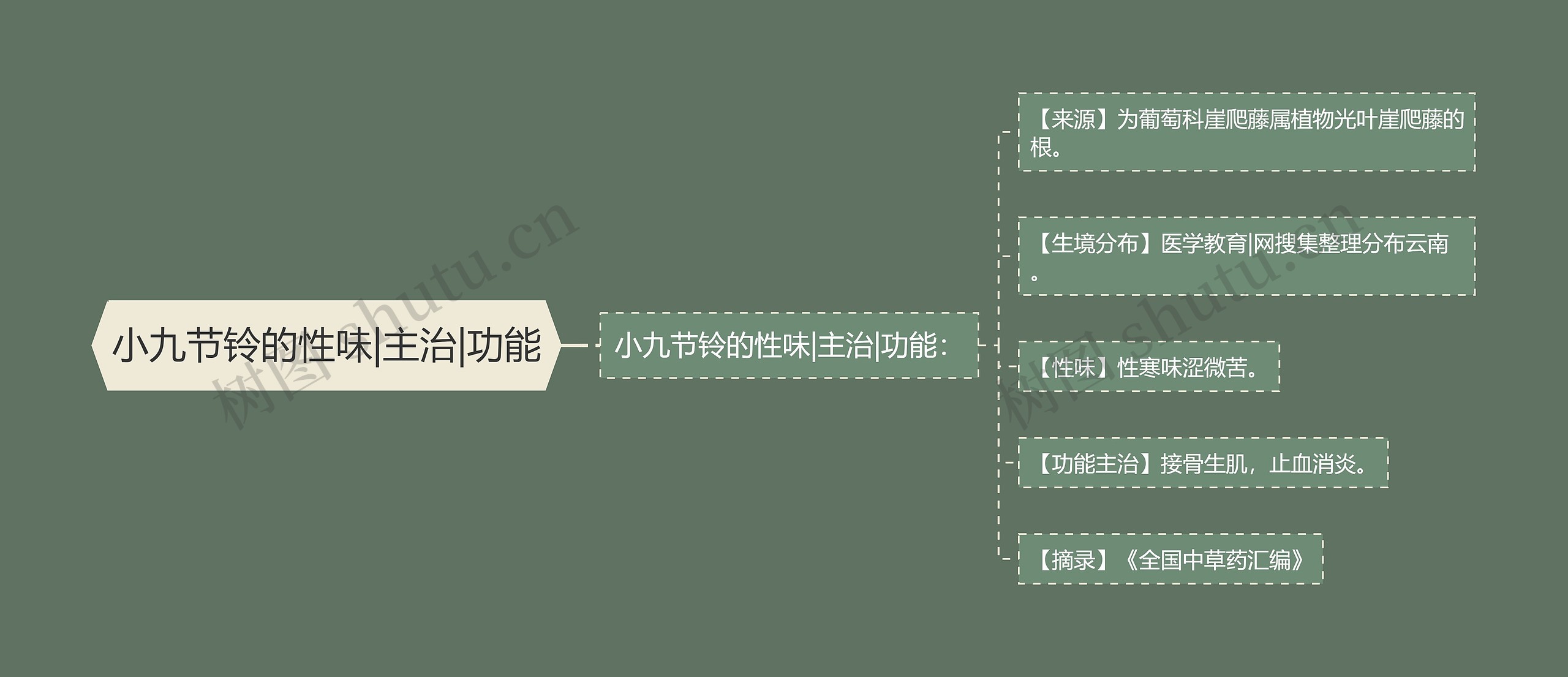 小九节铃的性味|主治|功能思维导图