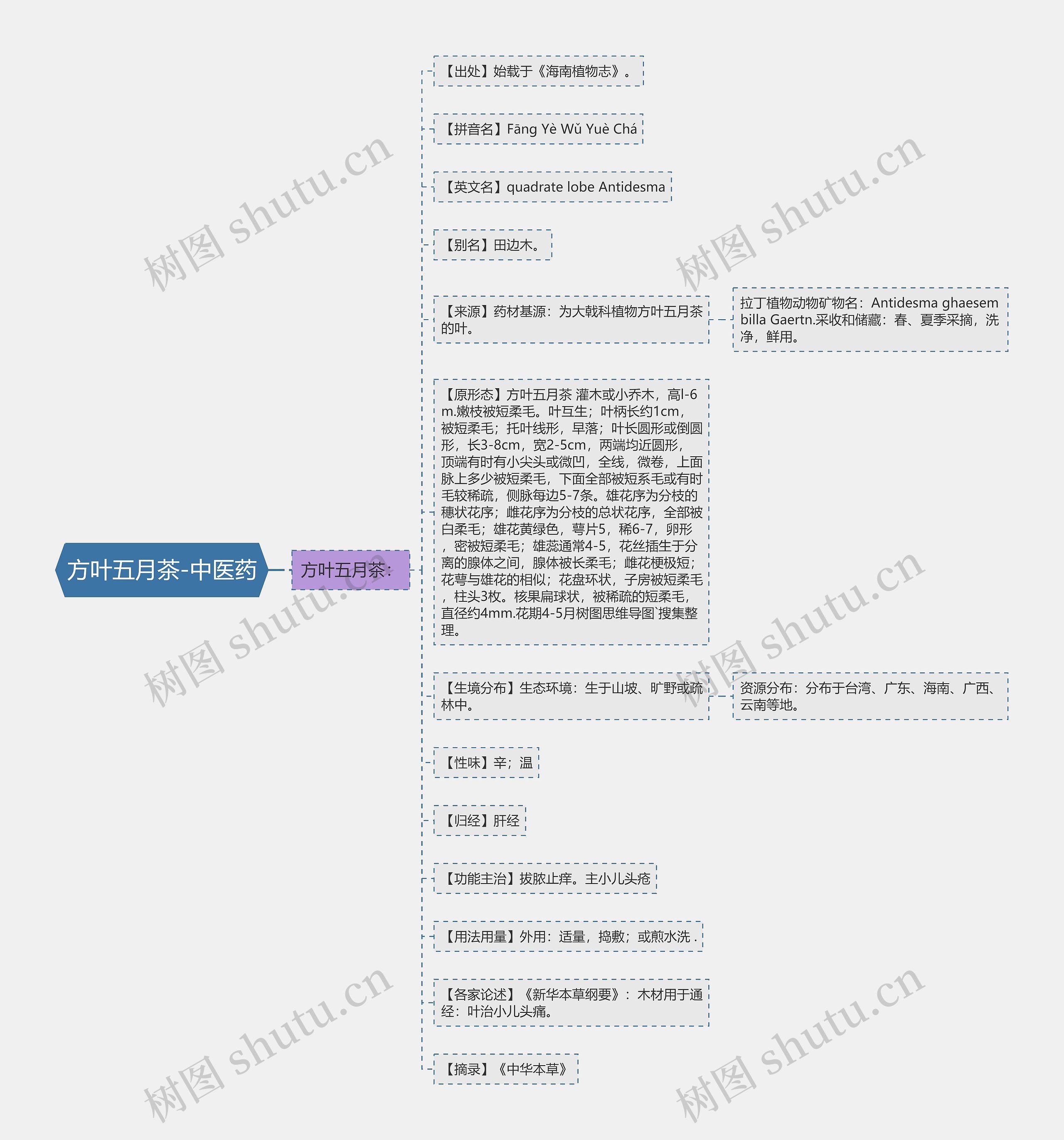 方叶五月茶-中医药 方叶五月茶-中医药