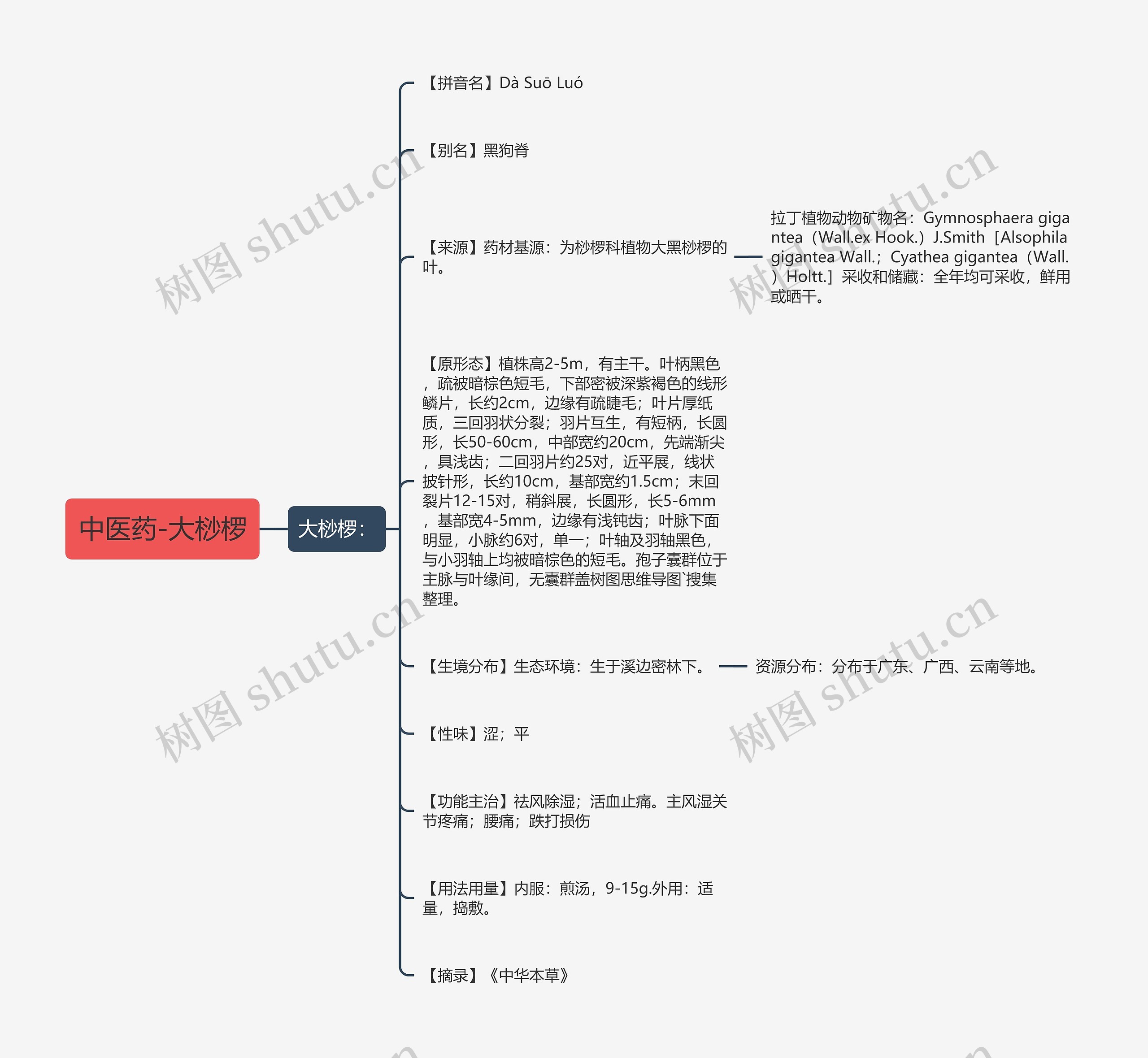 中医药-大桫椤 中医药-大桫椤