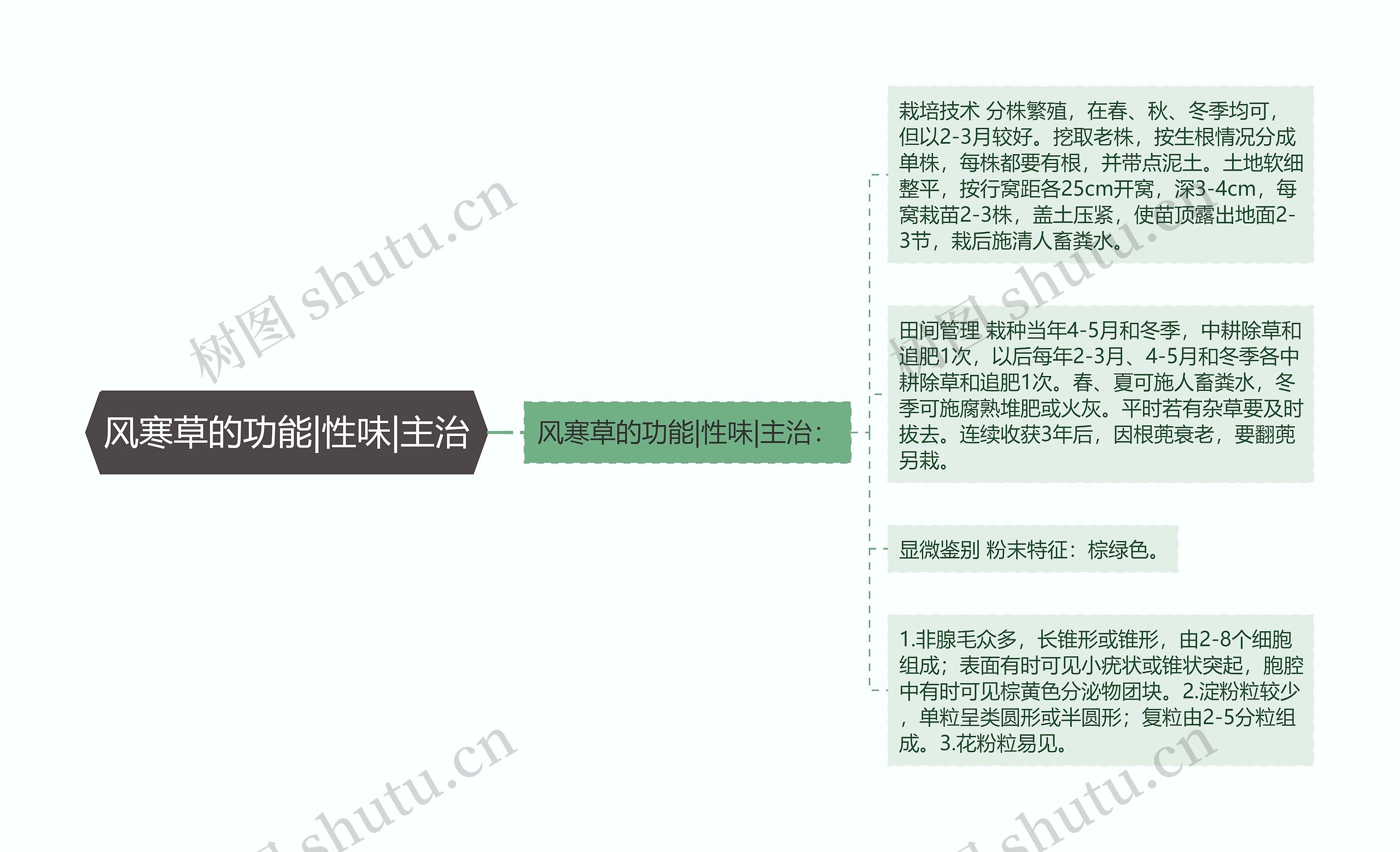 风寒草的功能|性味|主治思维导图